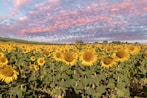 A large field of sunflowers under a cloudy sky
