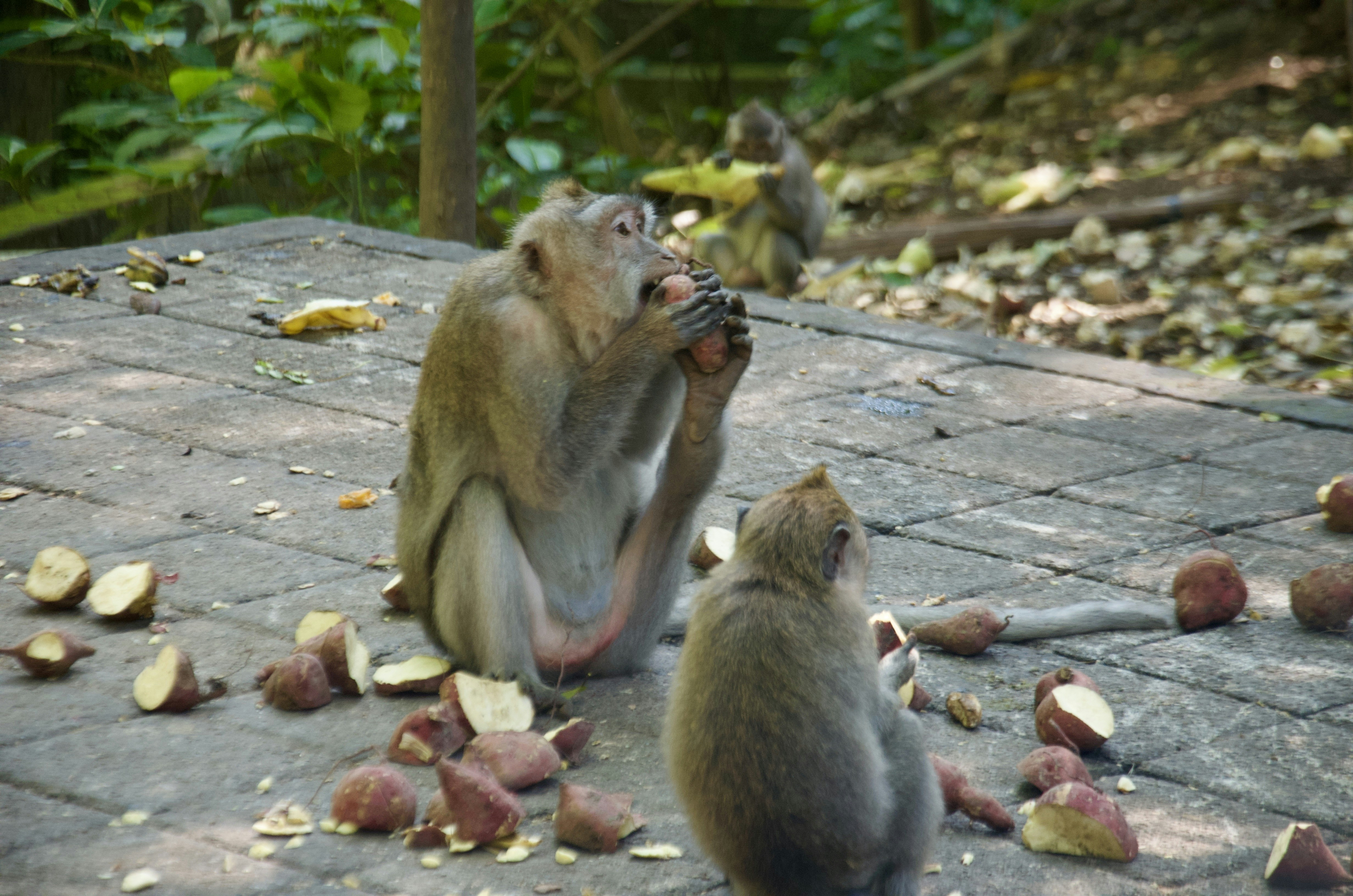 Monkeys playing at Phra Prang Sam Yot Temple in Lopburi