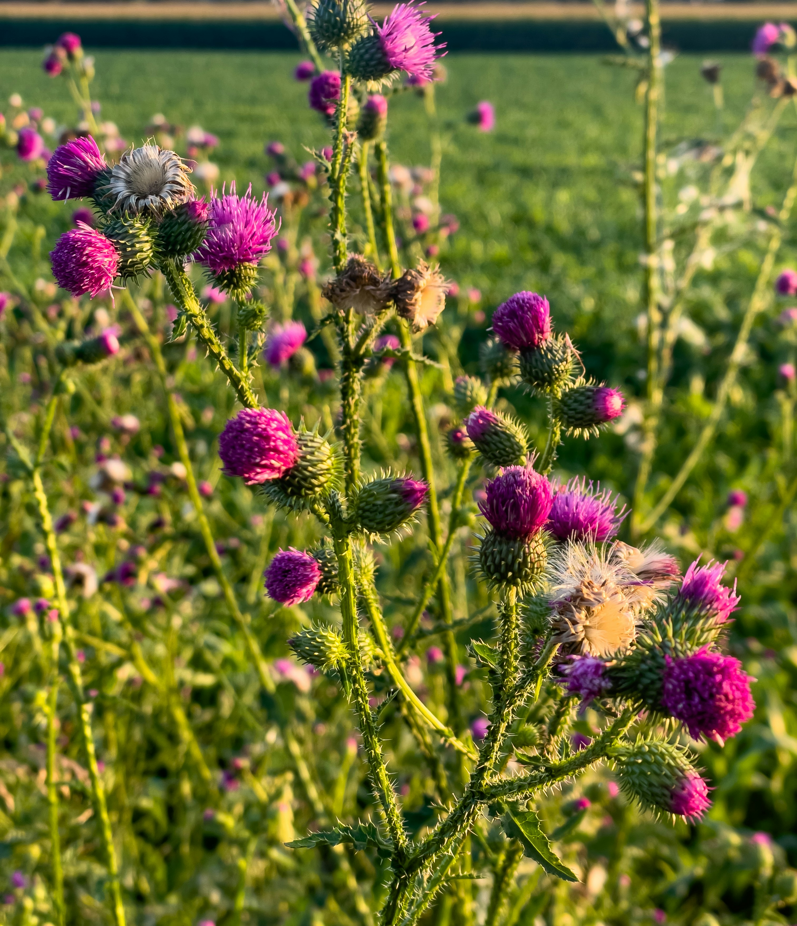 Photo by hdbernd