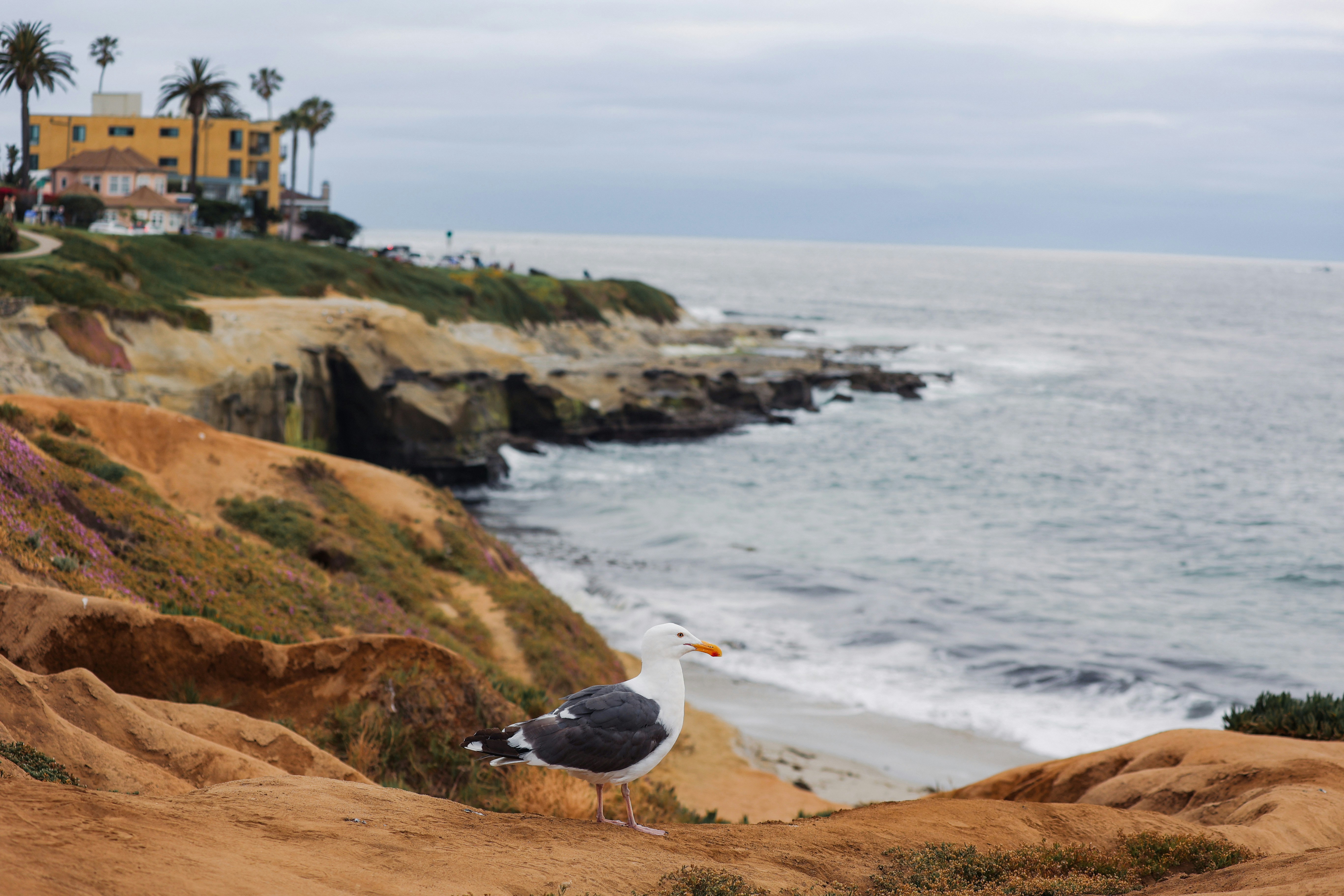 A seagull sitting on top of a sandy beach next to the ocean
