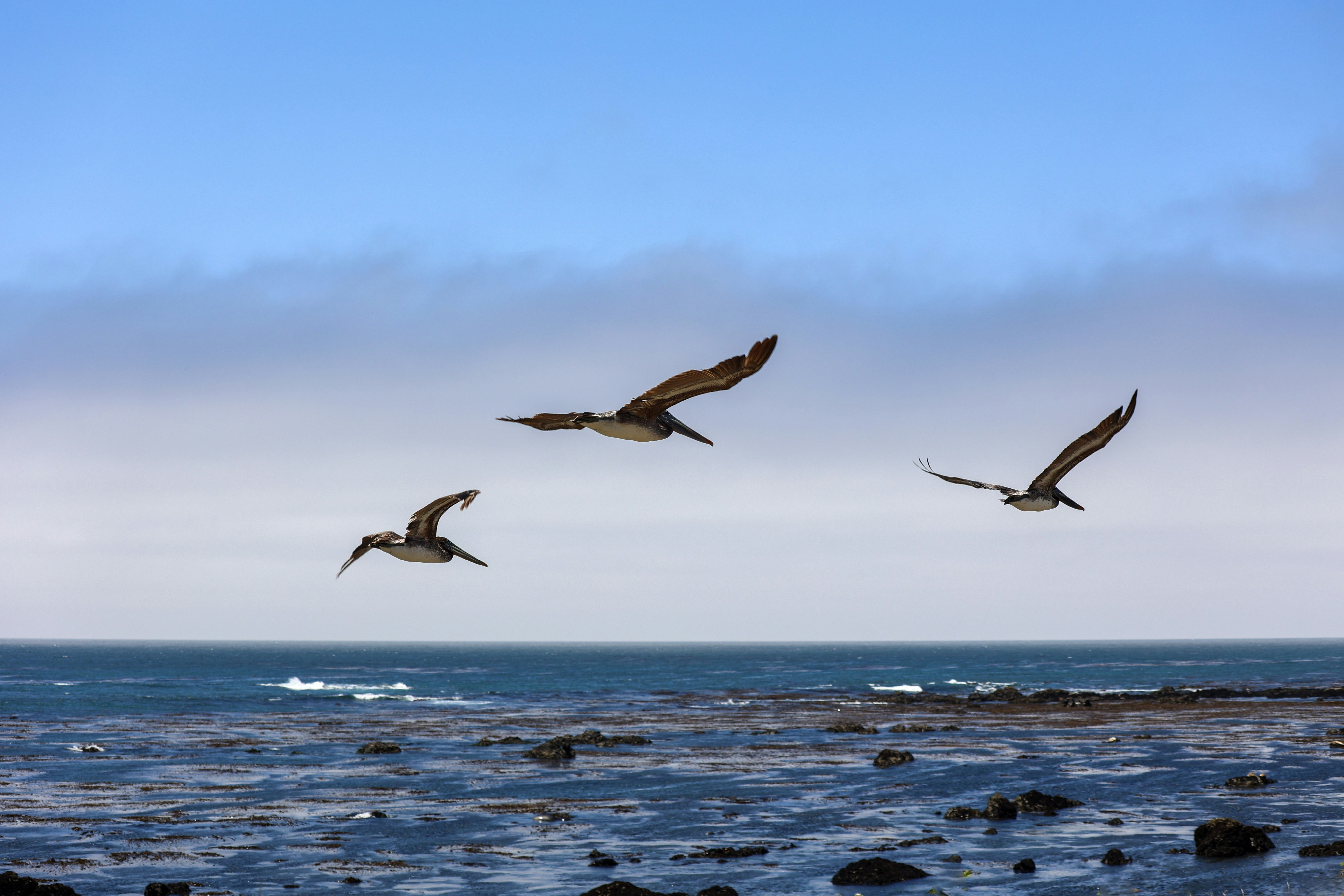 A flock of birds flying over the ocean
