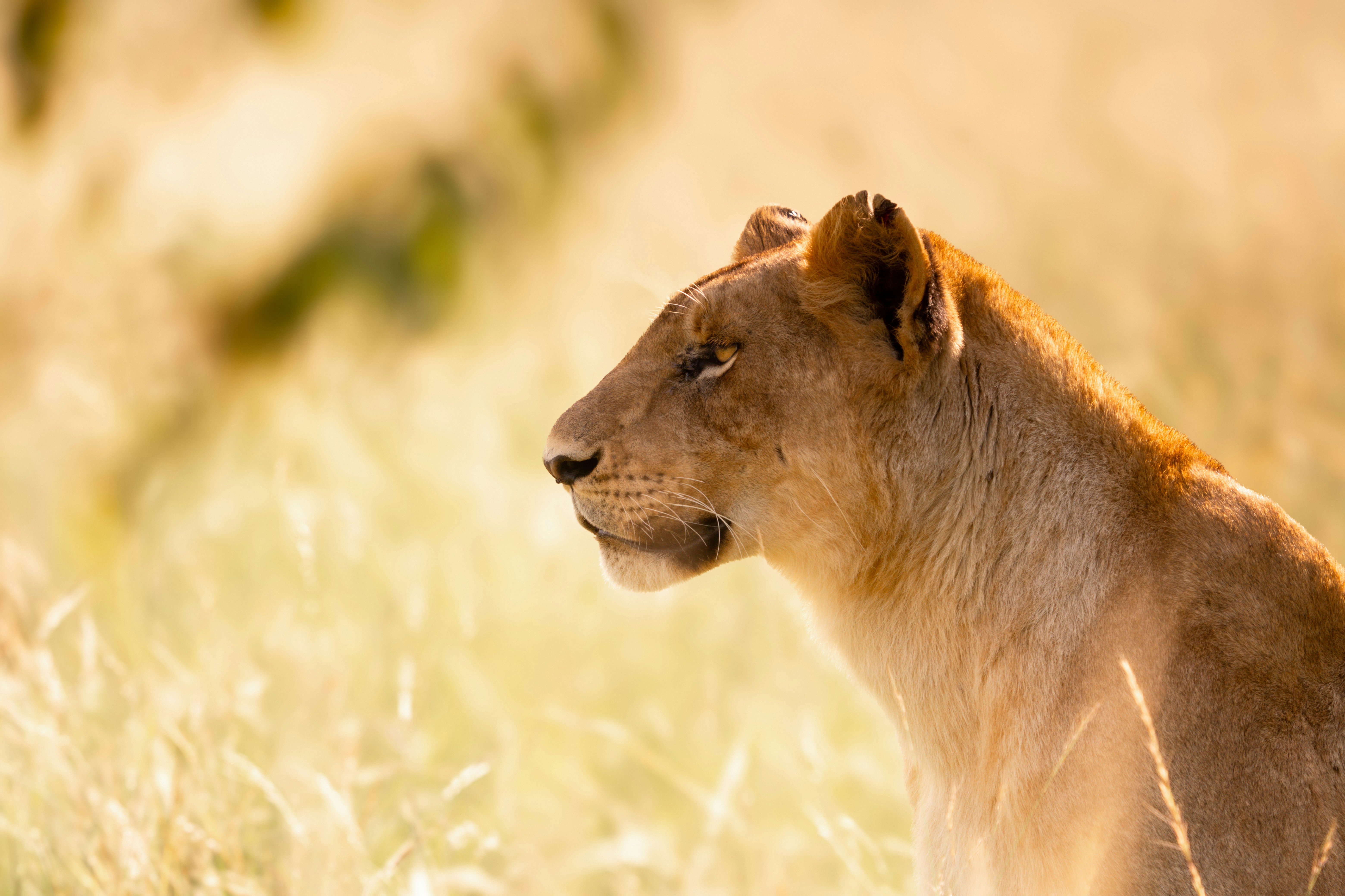 A lion standing in a field of tall grass