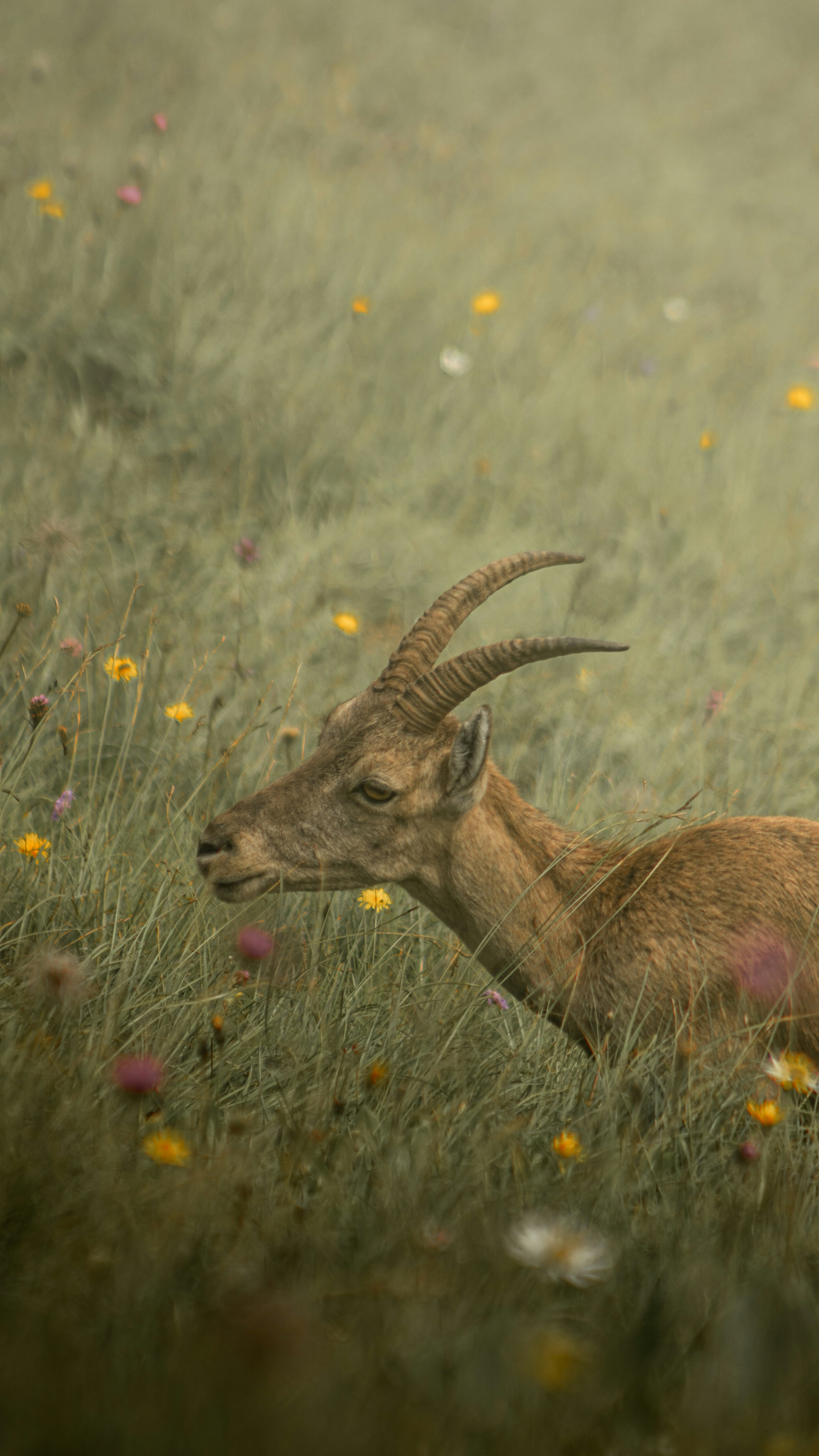An animal that is standing in the grass