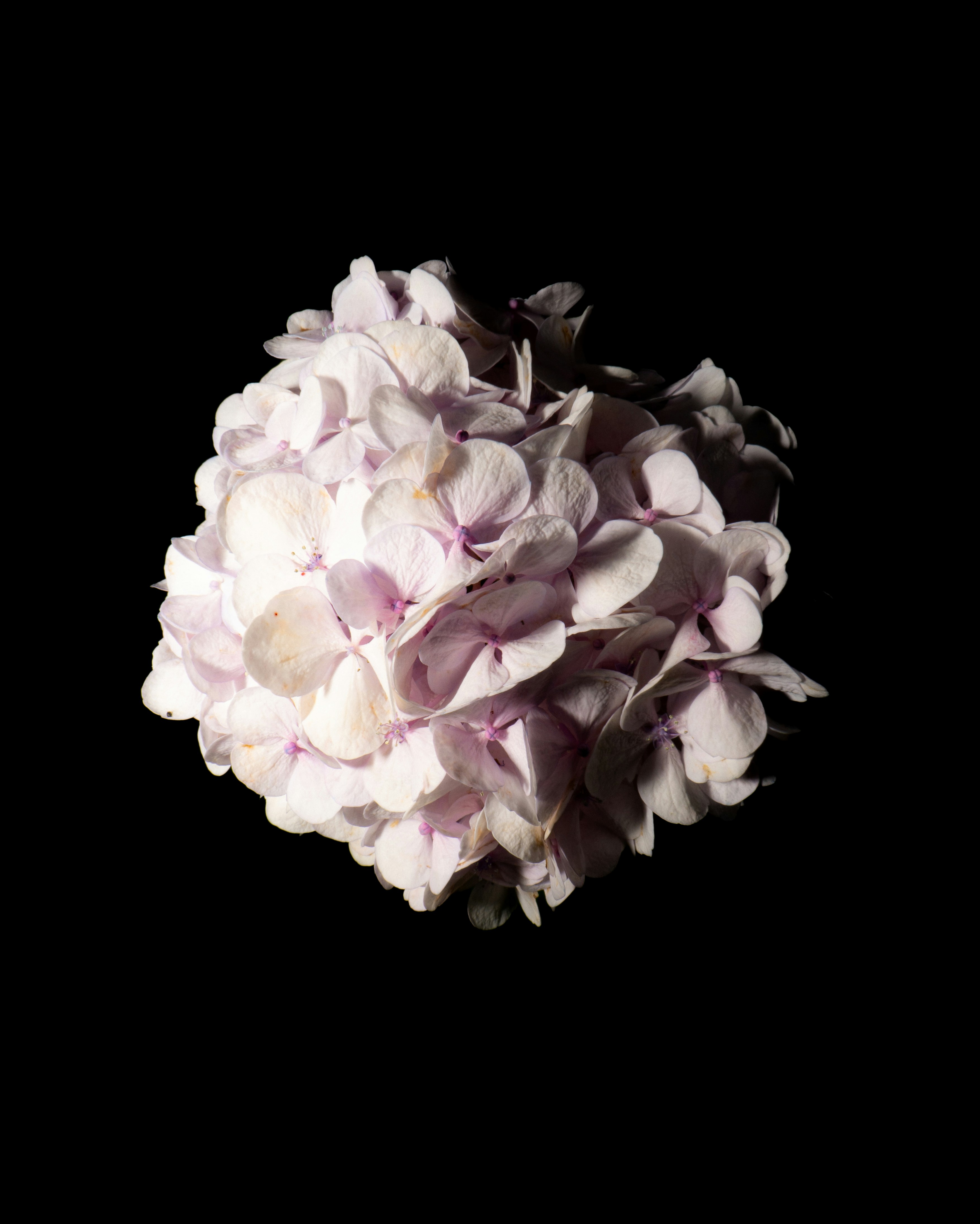 黒い表面に白い綿の写真 – Unsplashの花の無料画像