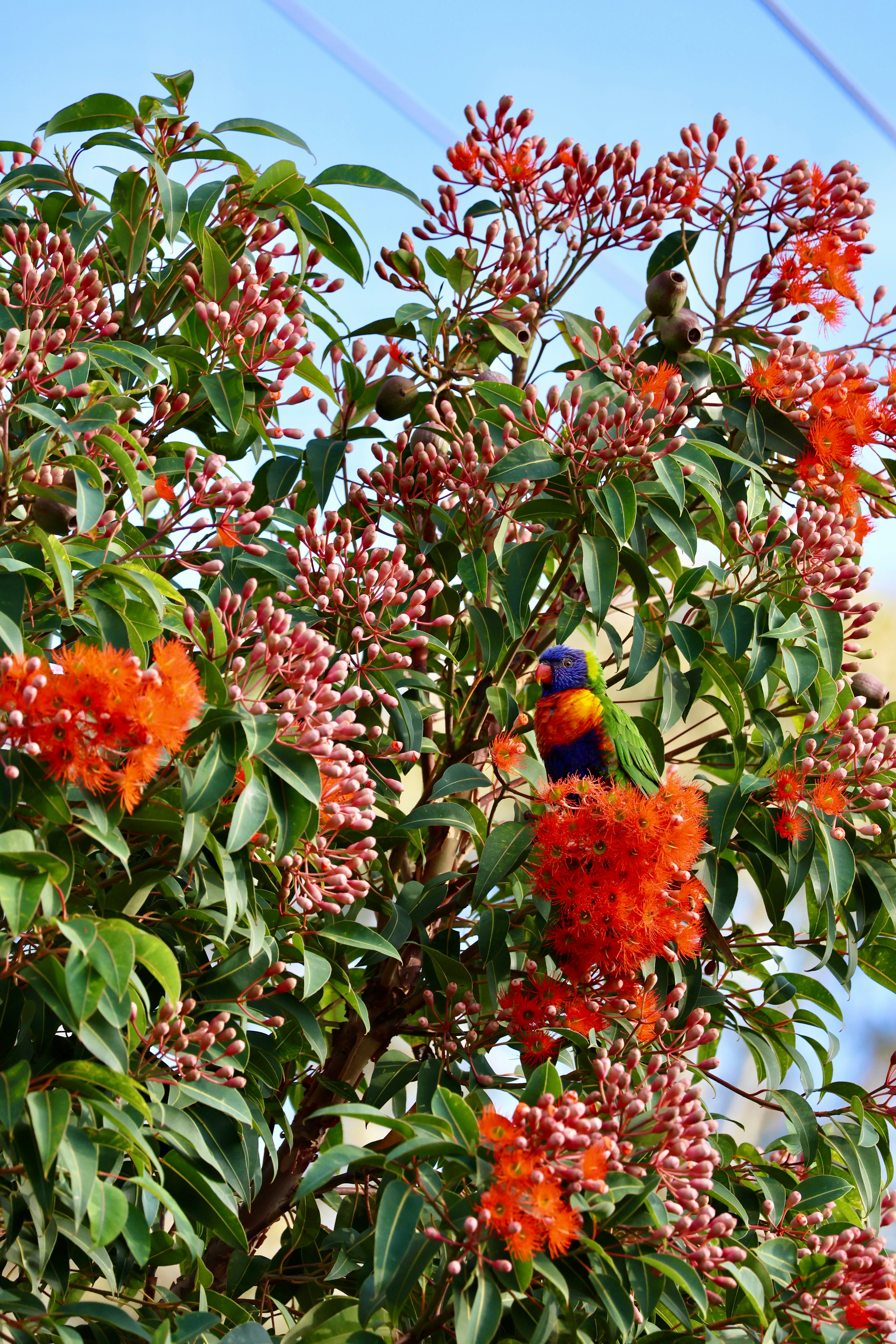 A bird sitting on top of a tree filled with orange flowers