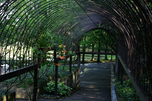 A walkway in a park with lots of trees