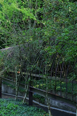 Bamboo privacy screening