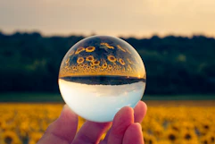 A person holding a crystal ball in front of a field of sunflowers