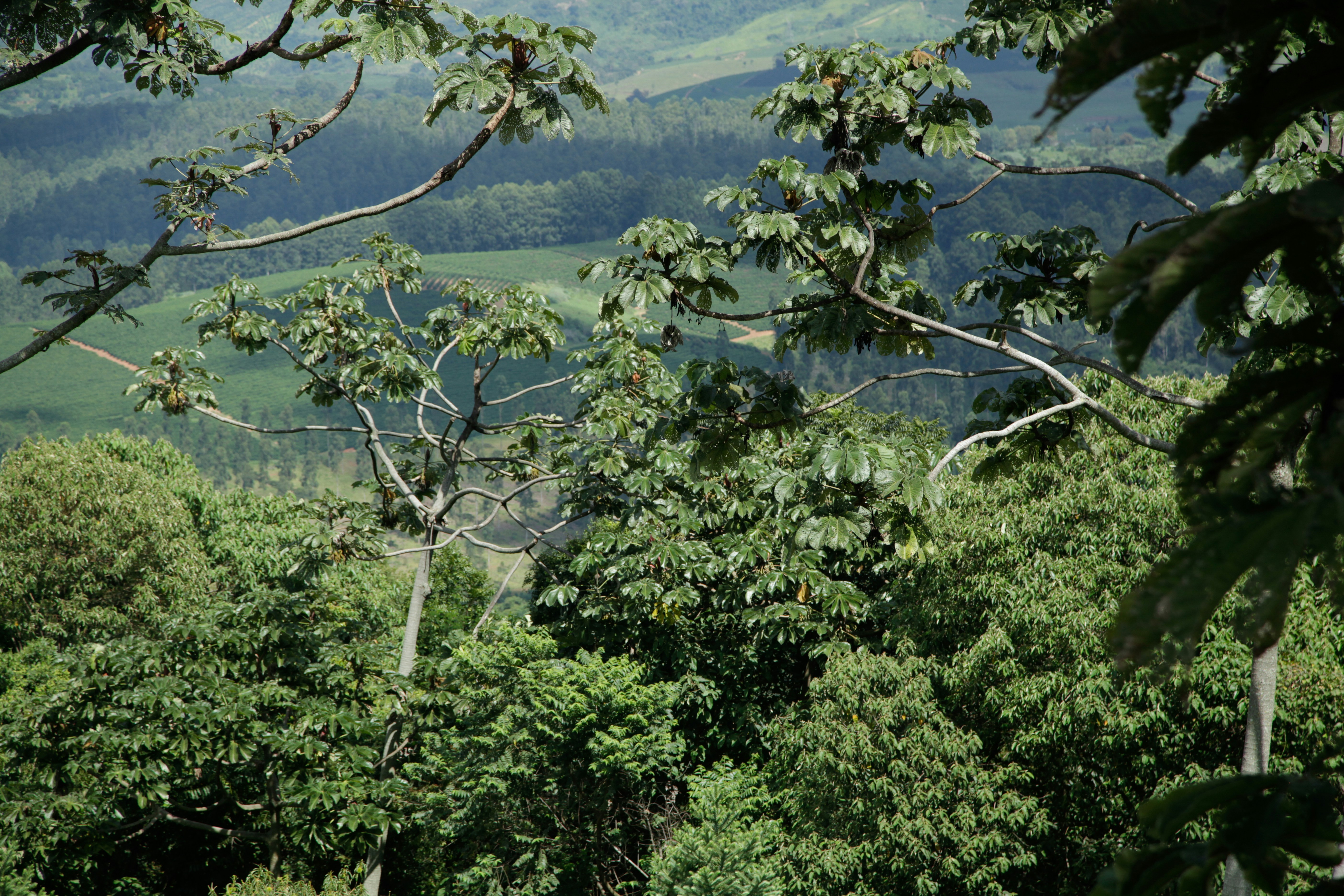 A lush green forest filled with lots of trees