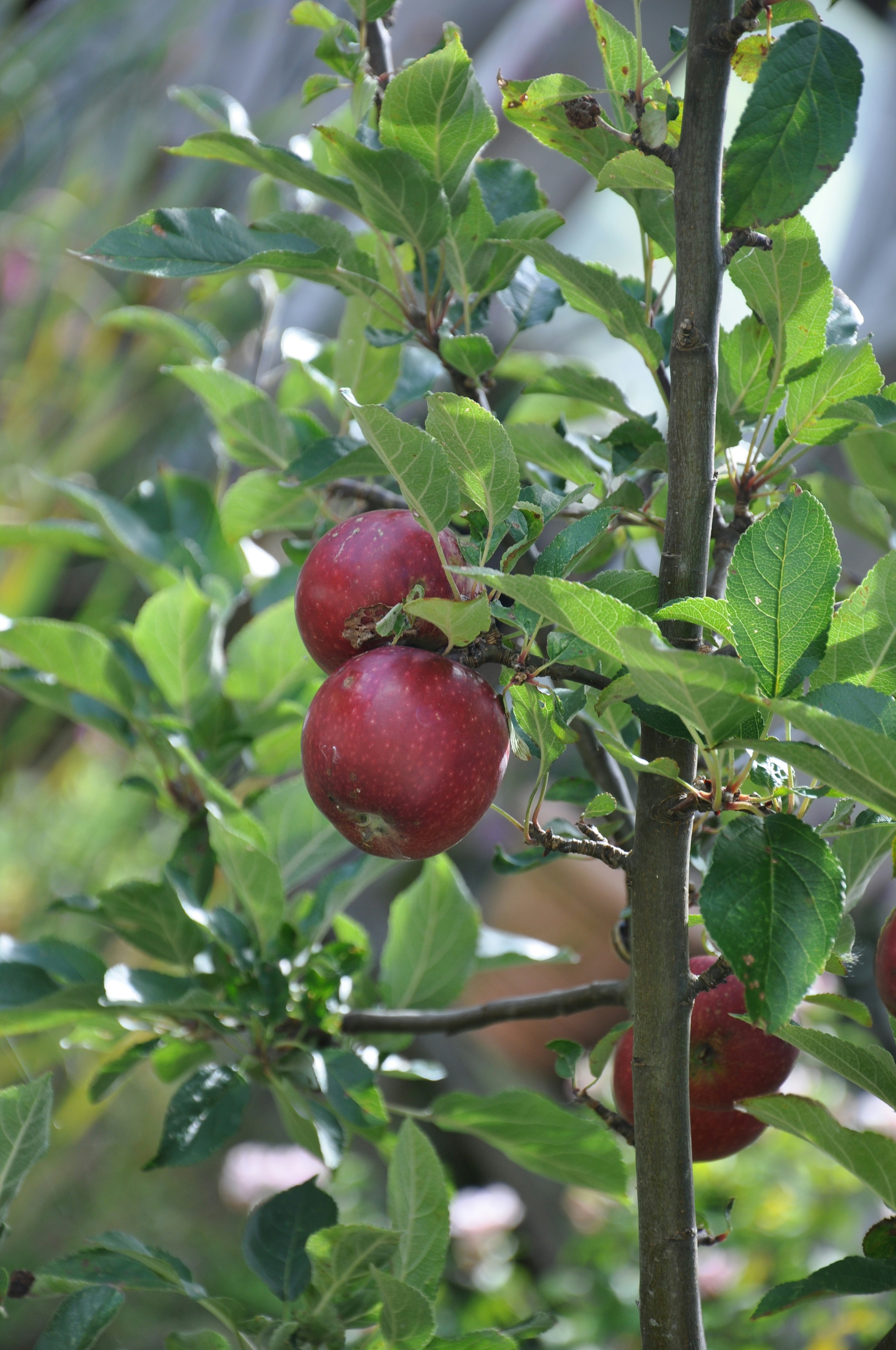 Photo by henrikvoiceofdenmark