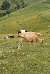 A herd of cattle grazing on a lush green hillside