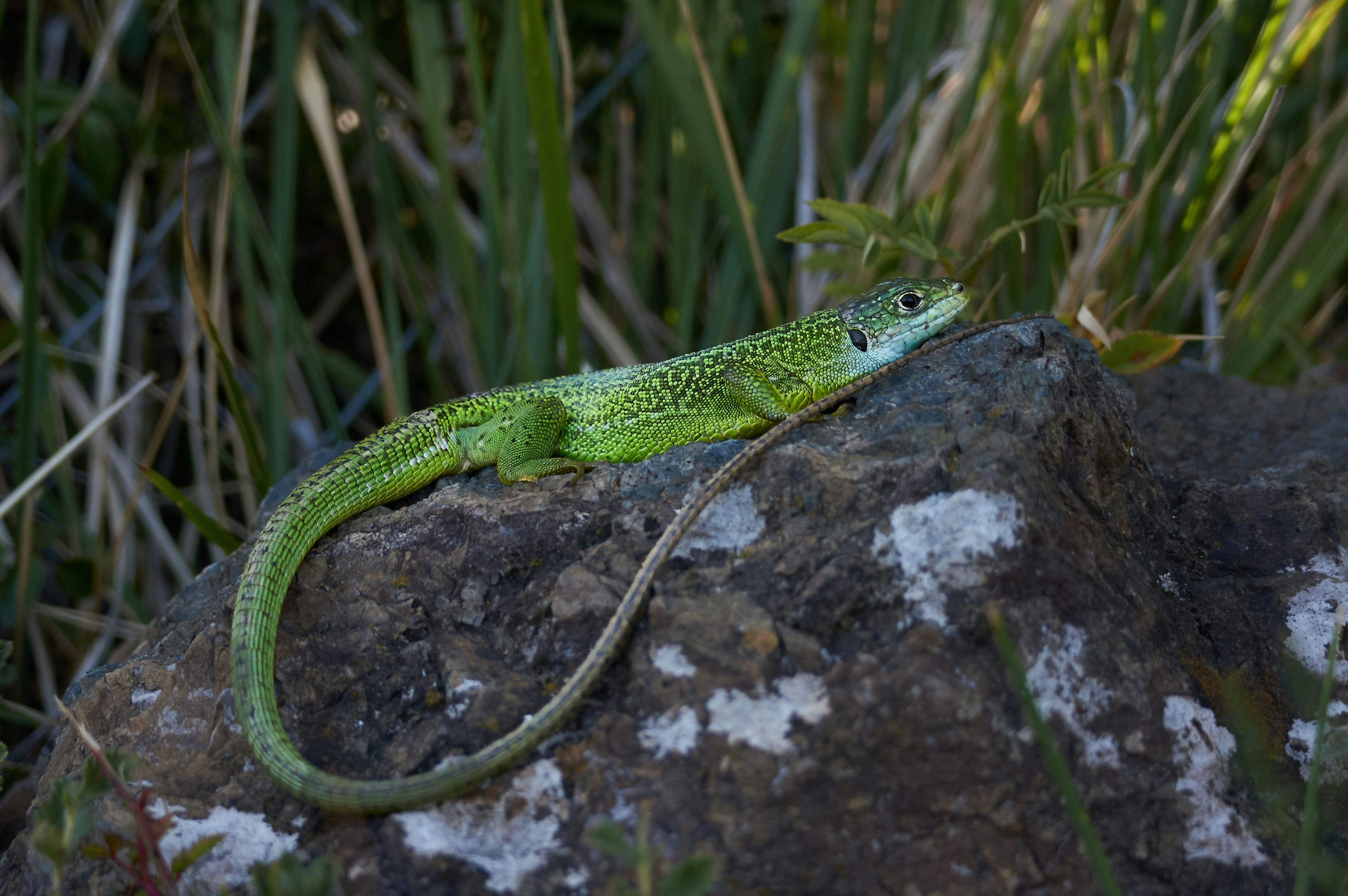 Photo by wolfgang_hasselmann