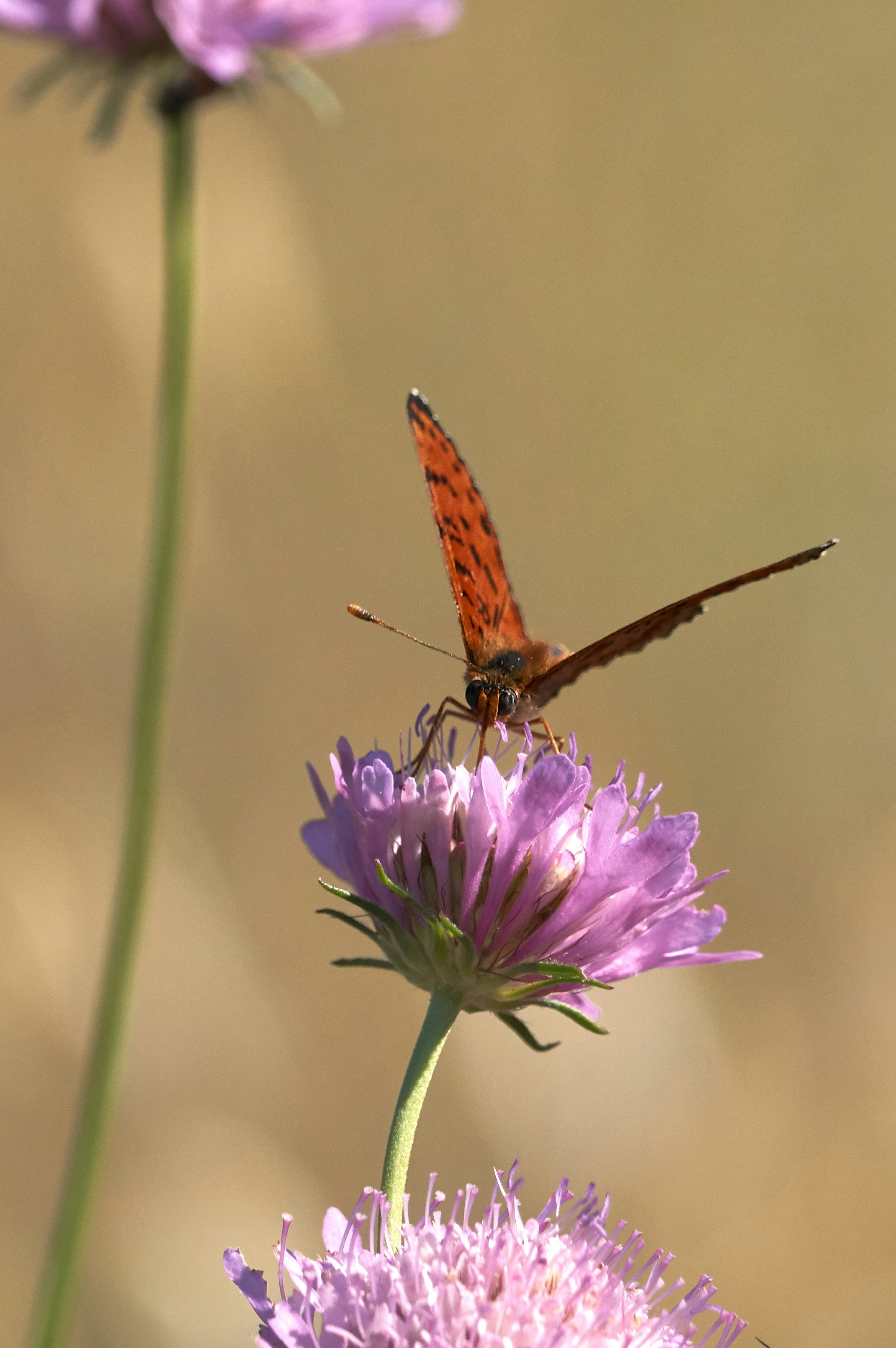 Photo by wolfgang_hasselmann