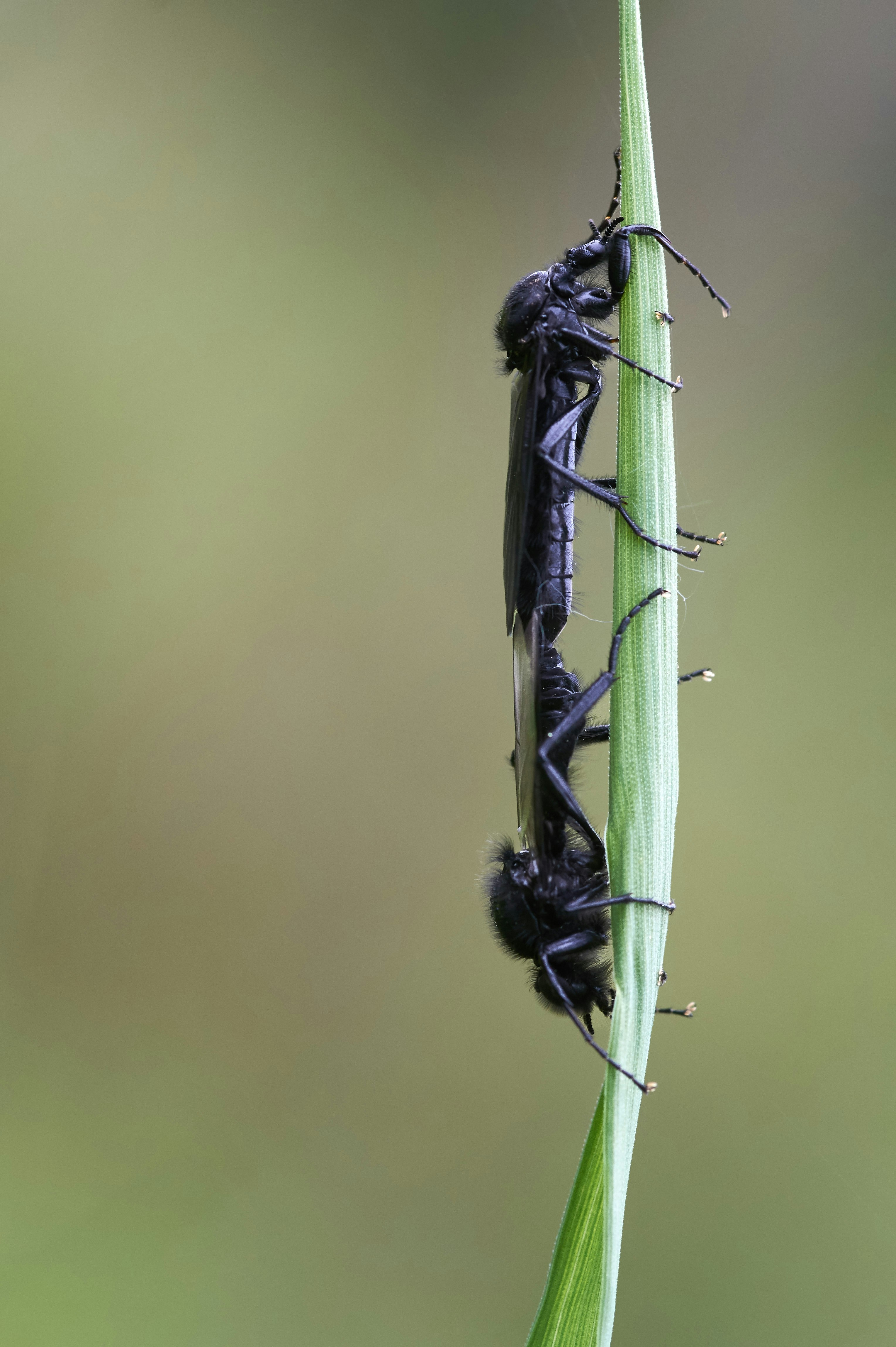 Photo by wolfgang_hasselmann