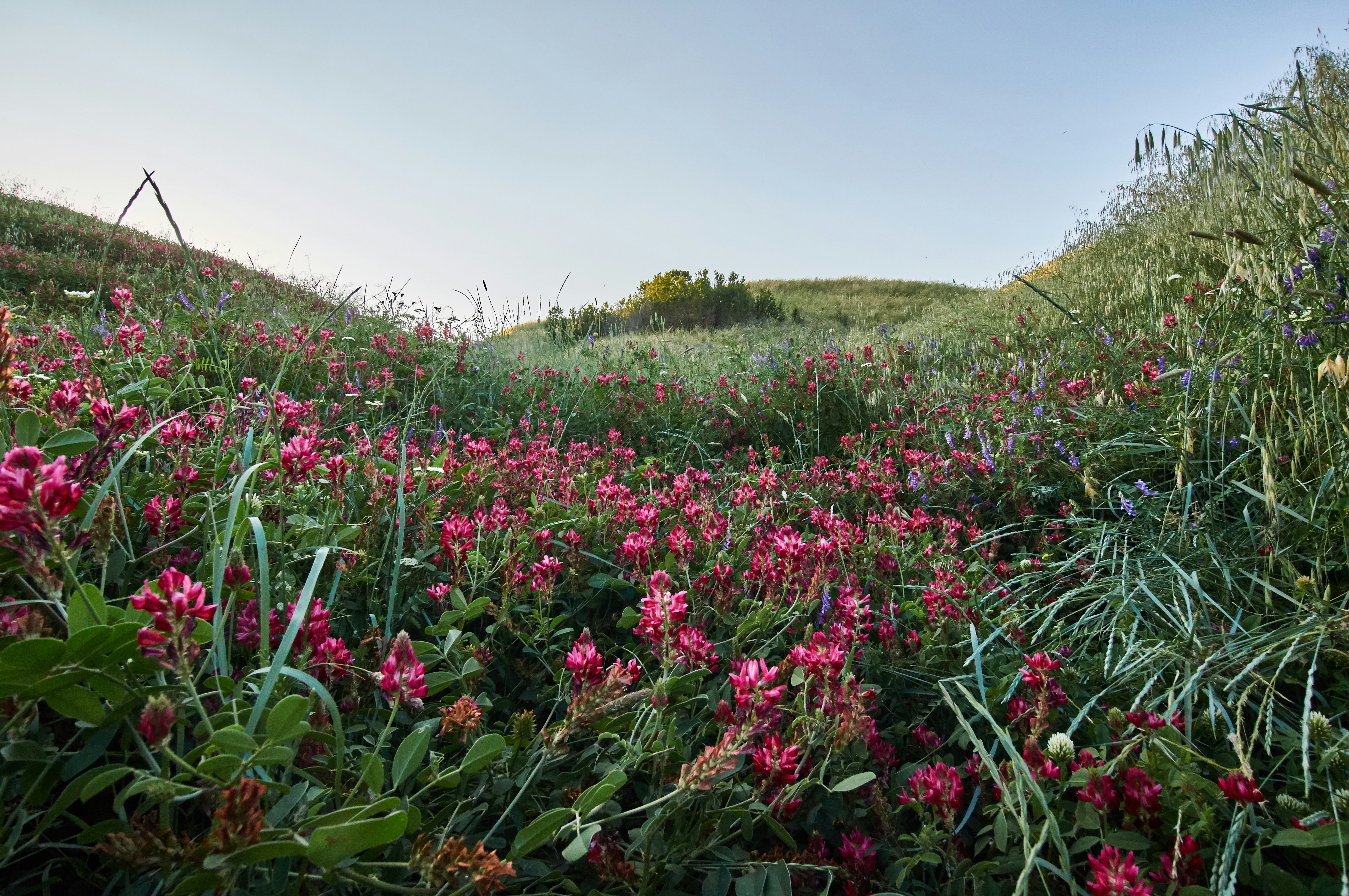 Un champ plein de fleurs roses par une journée ensoleillée - Photo ...