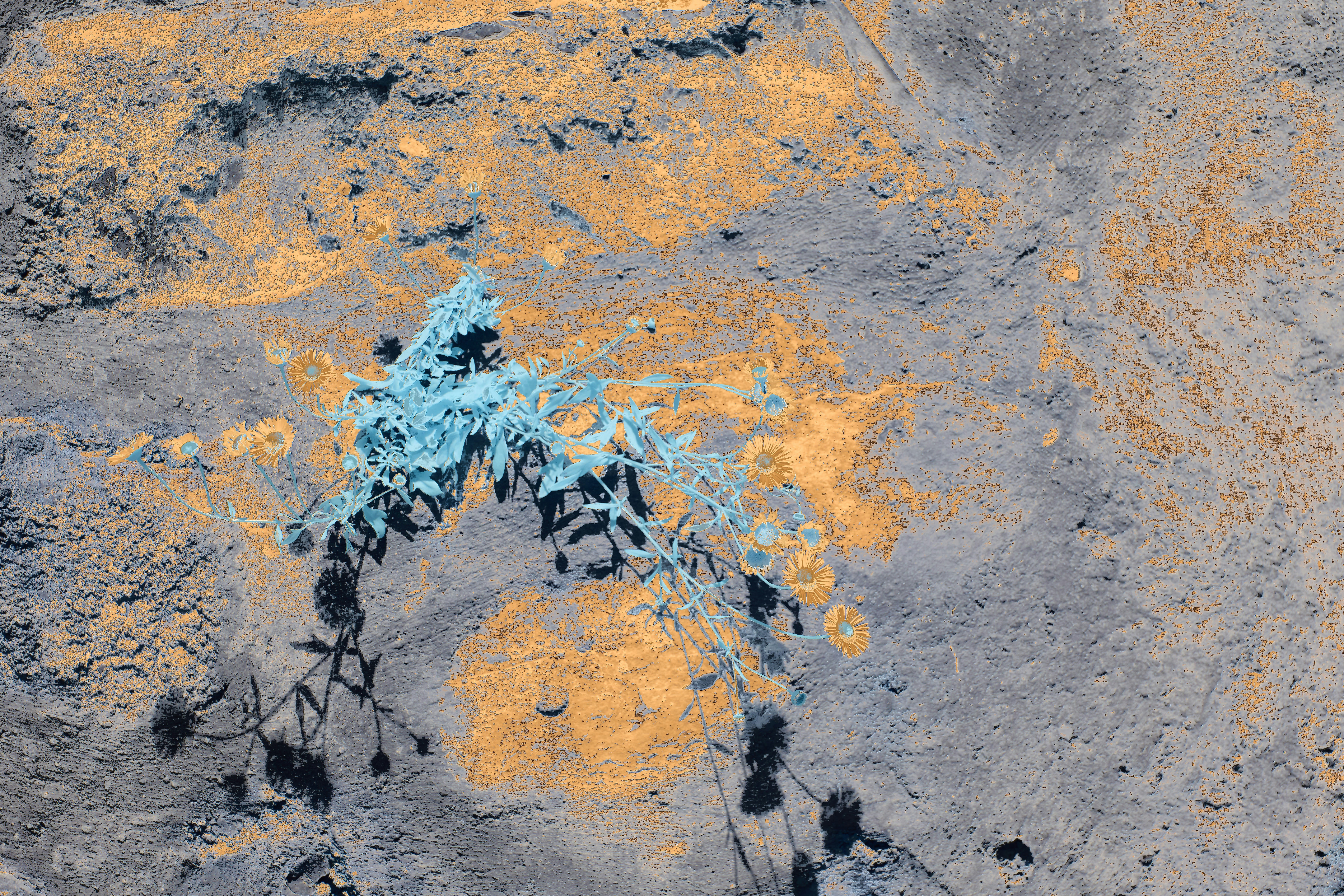 Photo by wolfgang_hasselmann