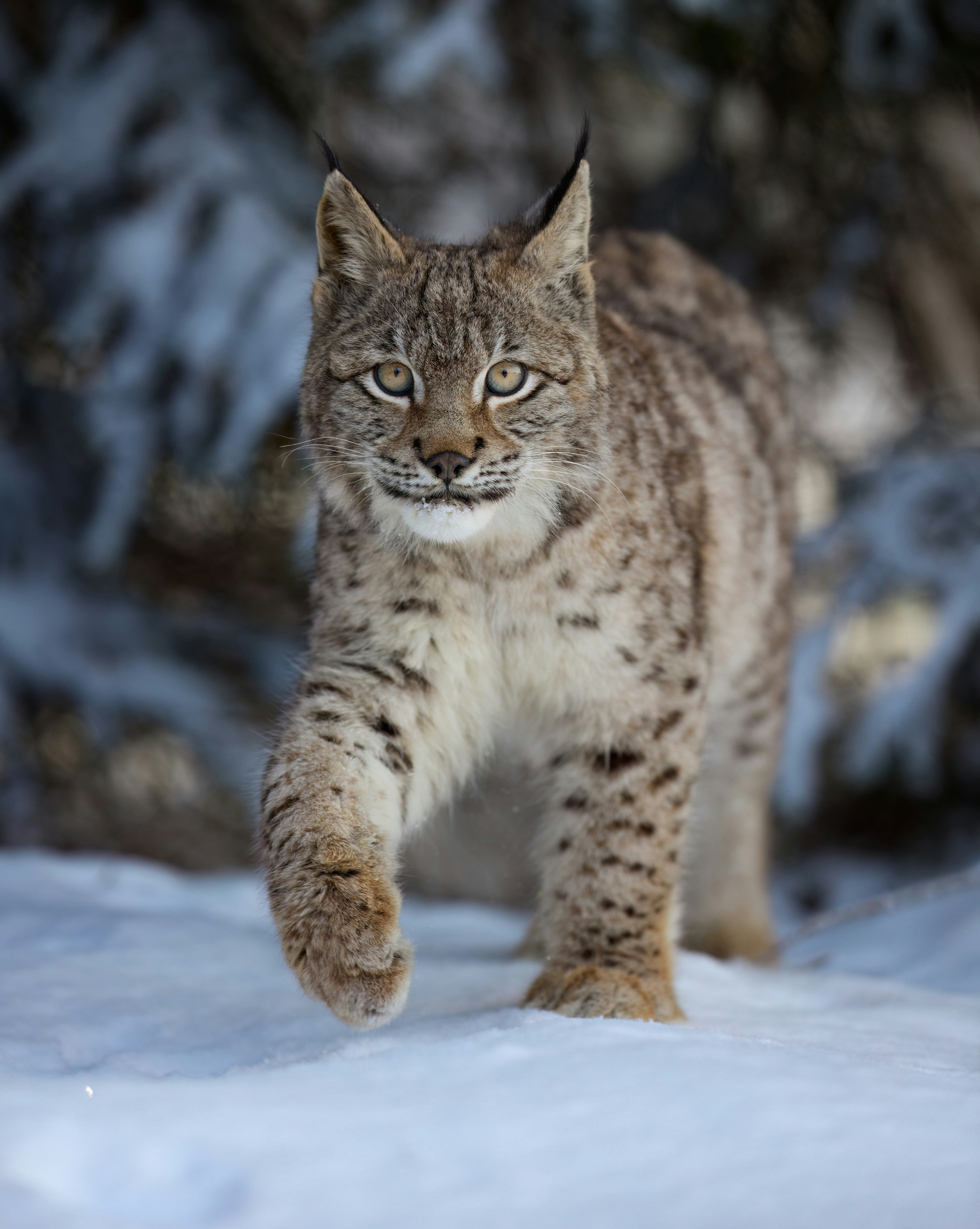A lynx walking across a snow covered field