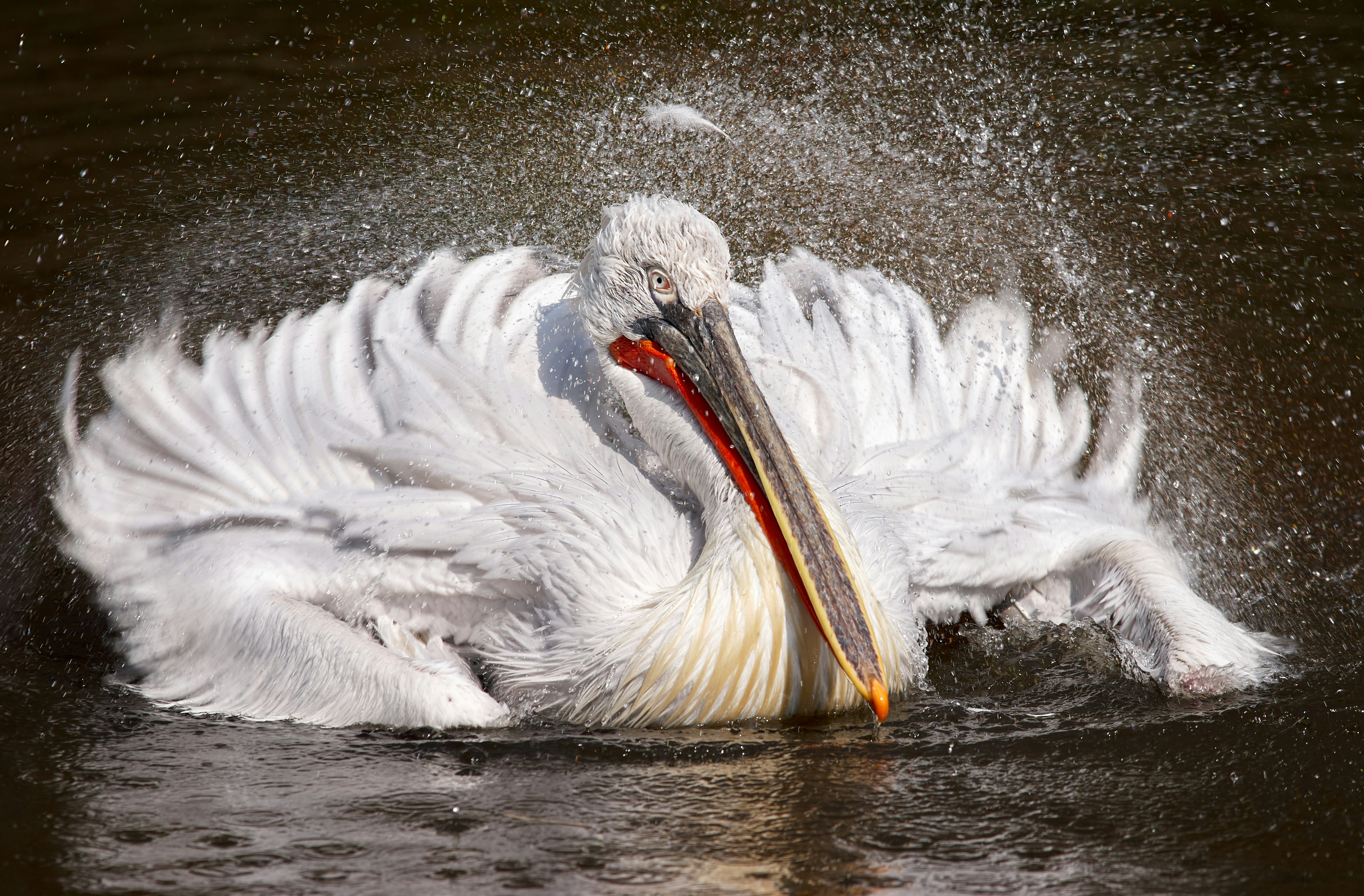 A large white bird with a long beak in the water