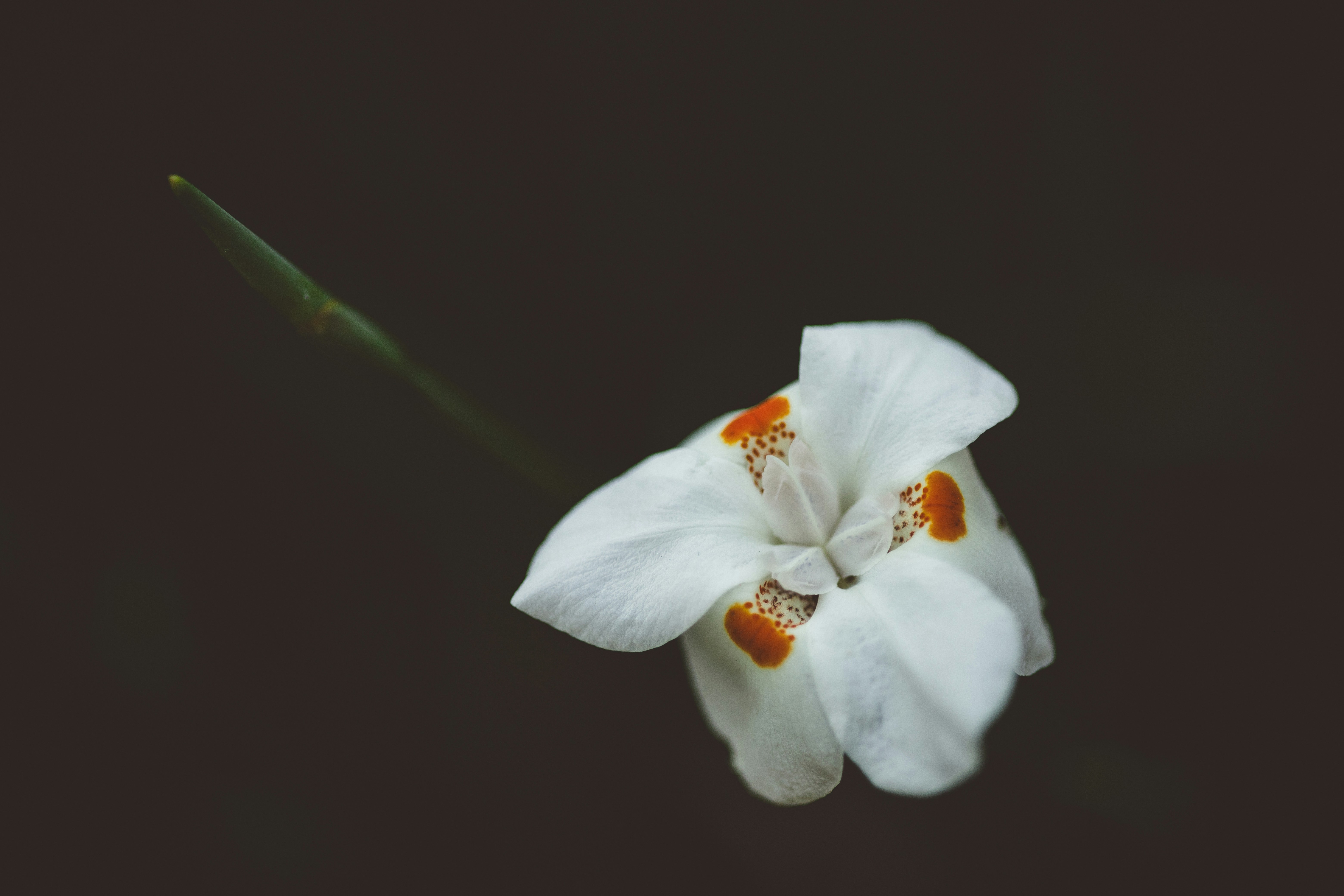 Photo by rrodriguesim