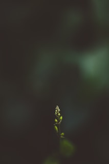 A small plant is growing out of the ground