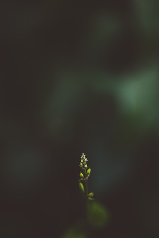 A small plant is growing out of the ground