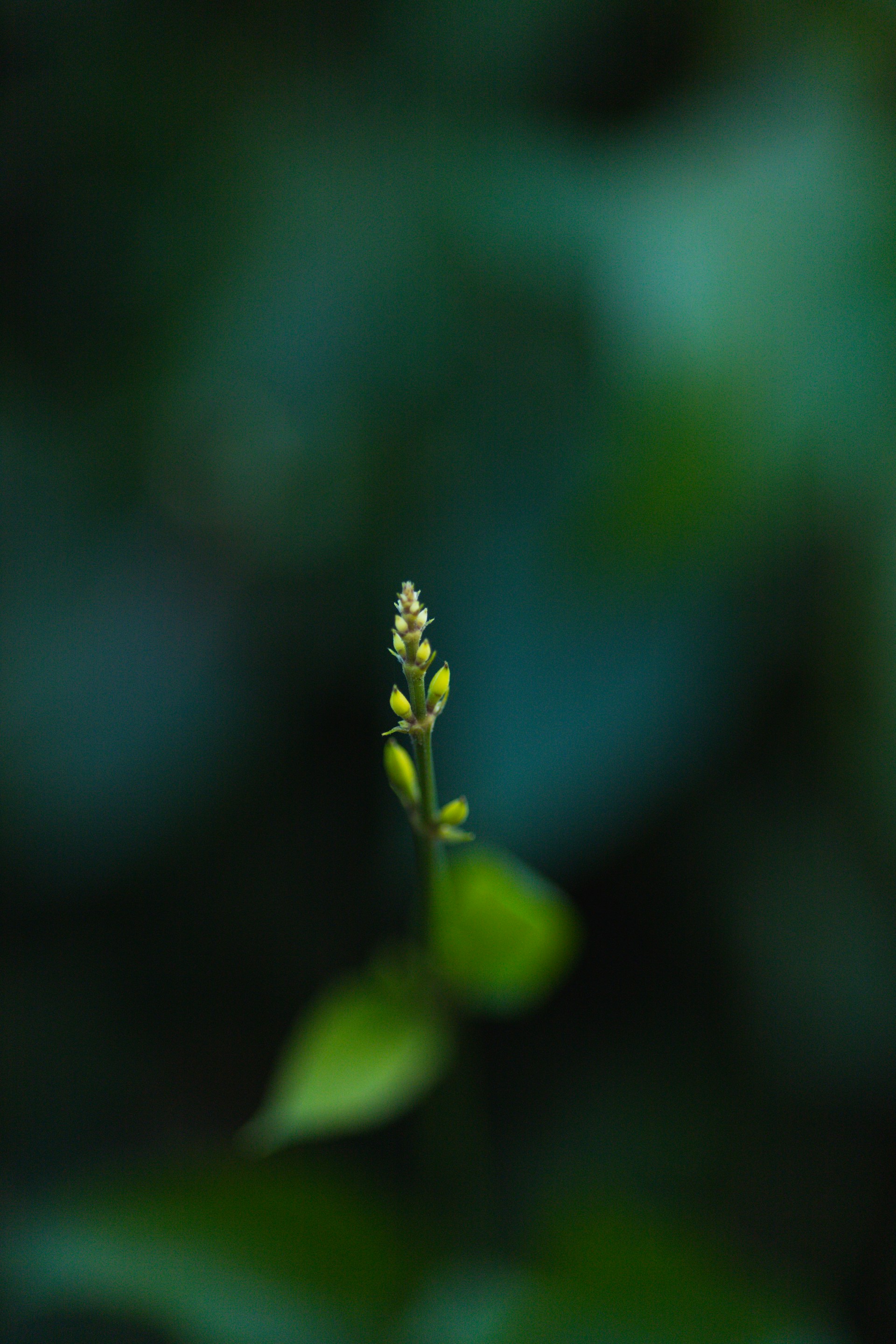 A small green plant with leaves in the background