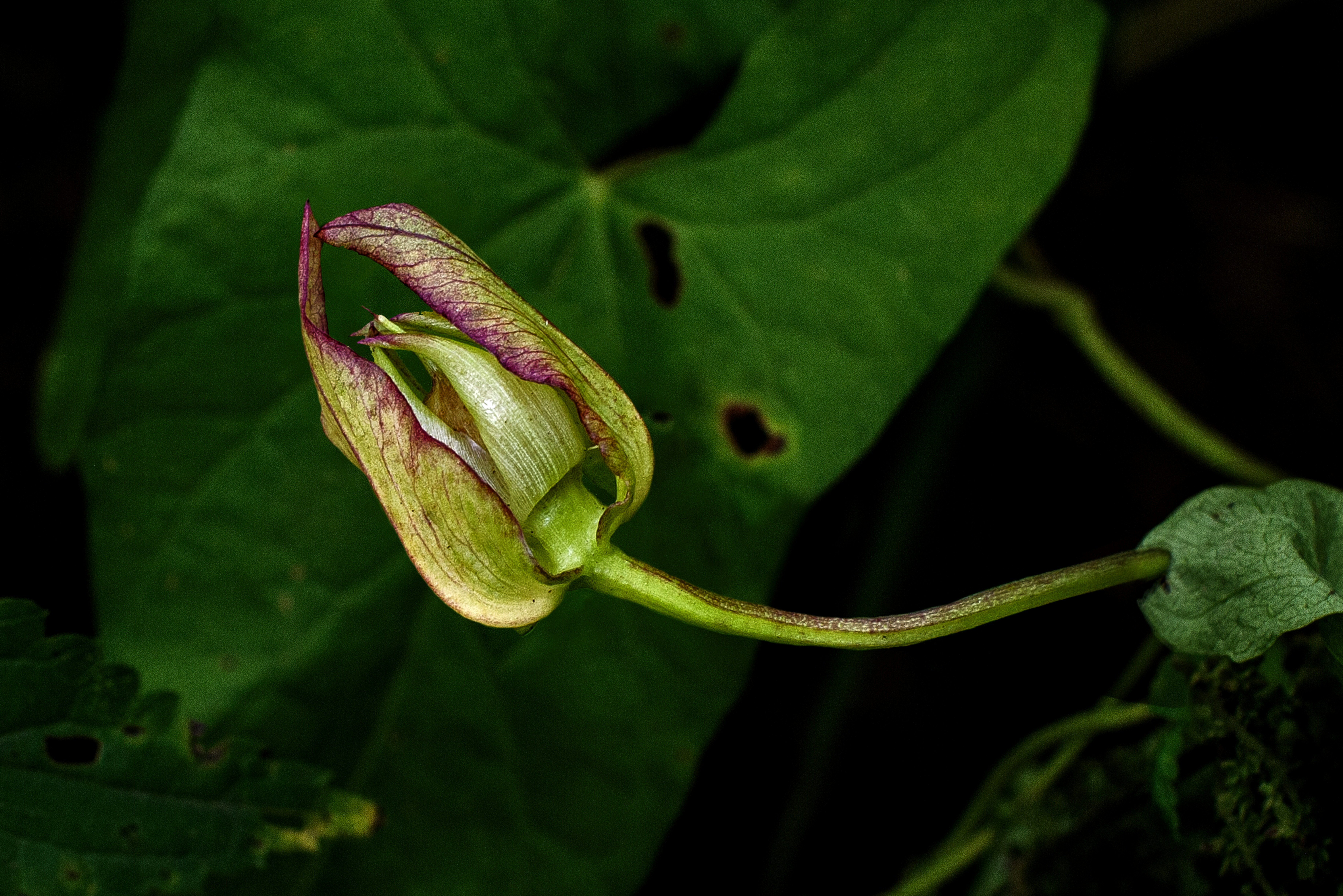 A close up of a flower on a plant