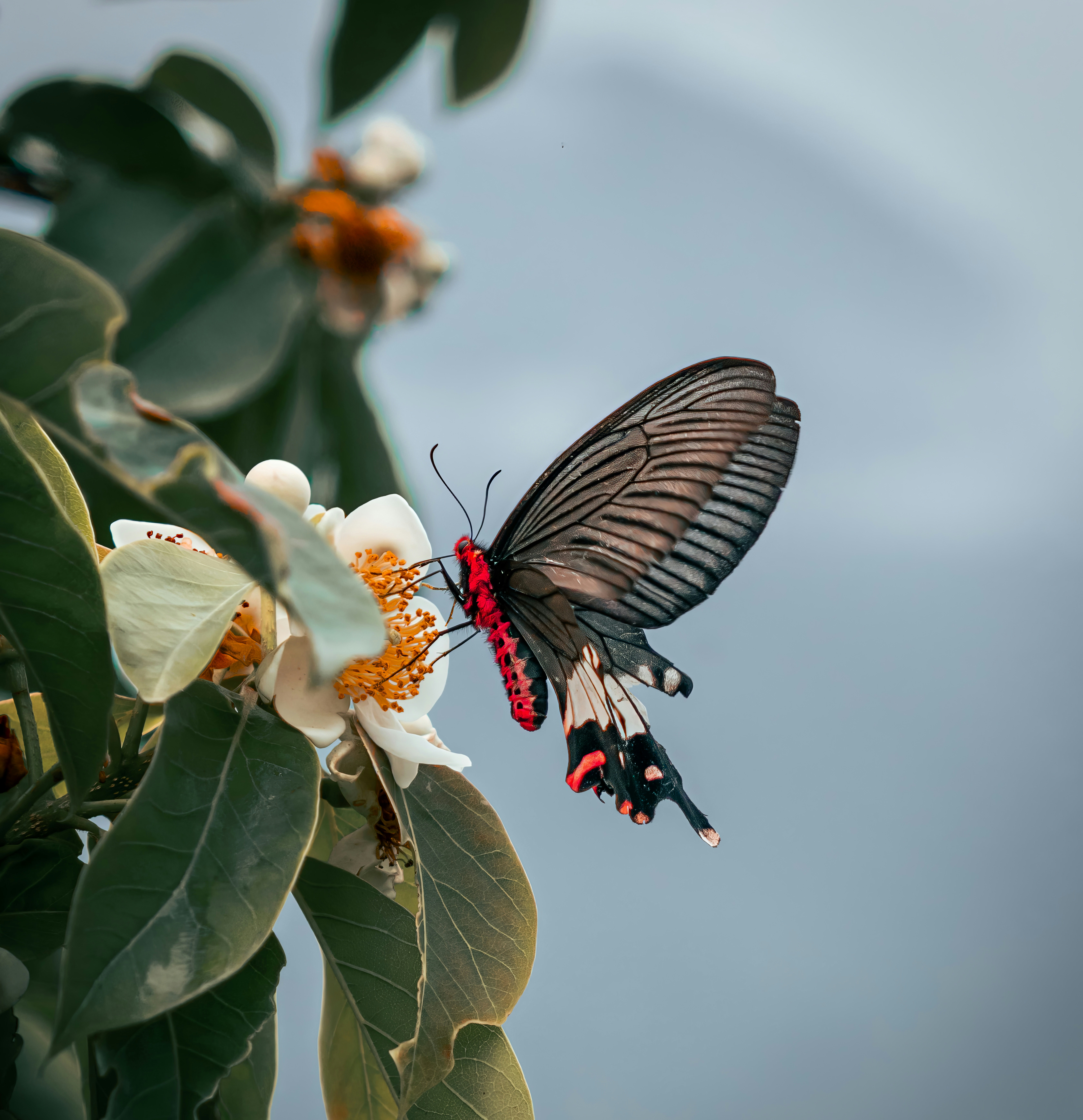A butterfly that is sitting on a flower