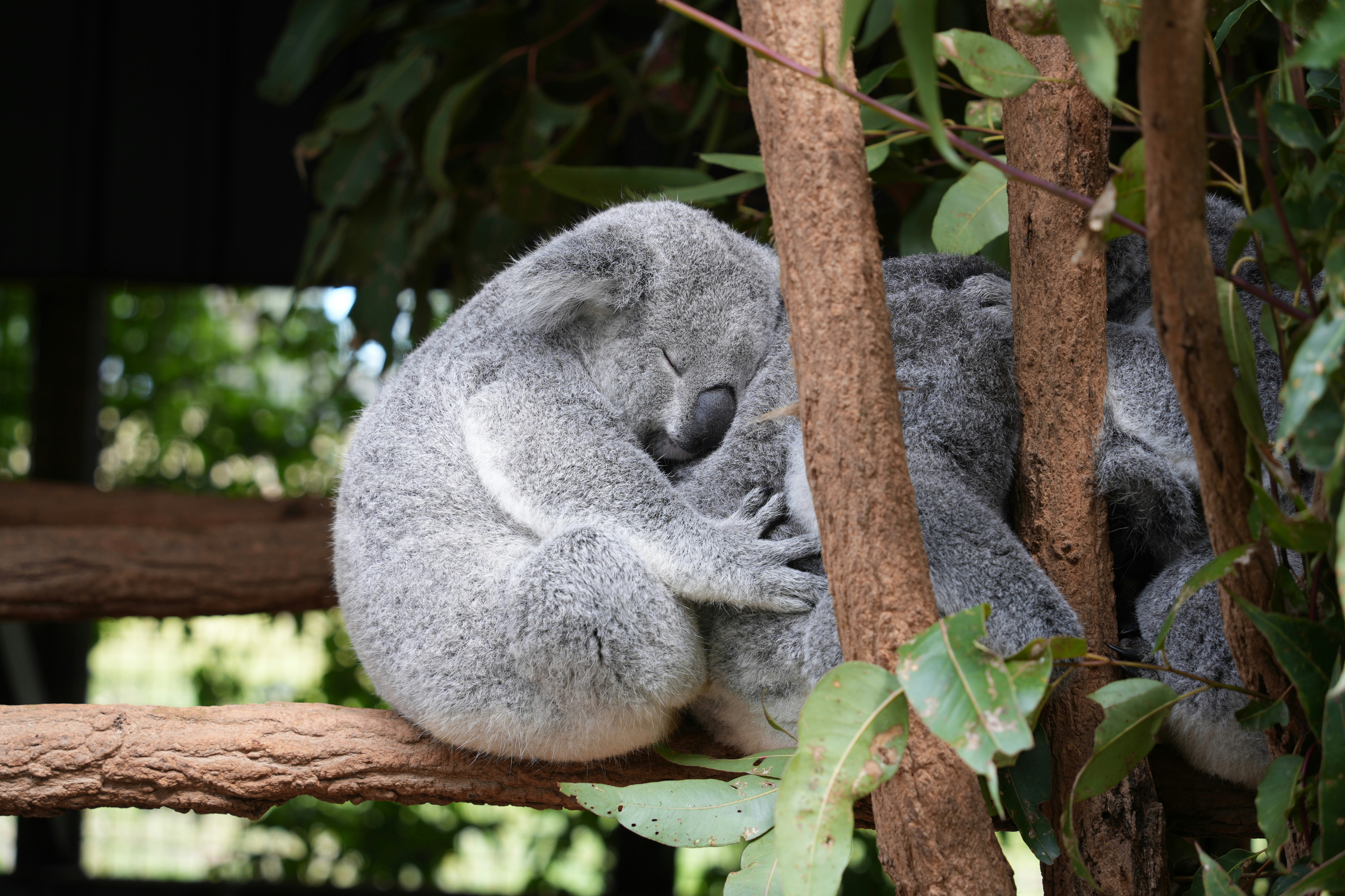 Koala