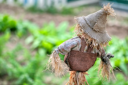 A scarecrow holding a basket of hay