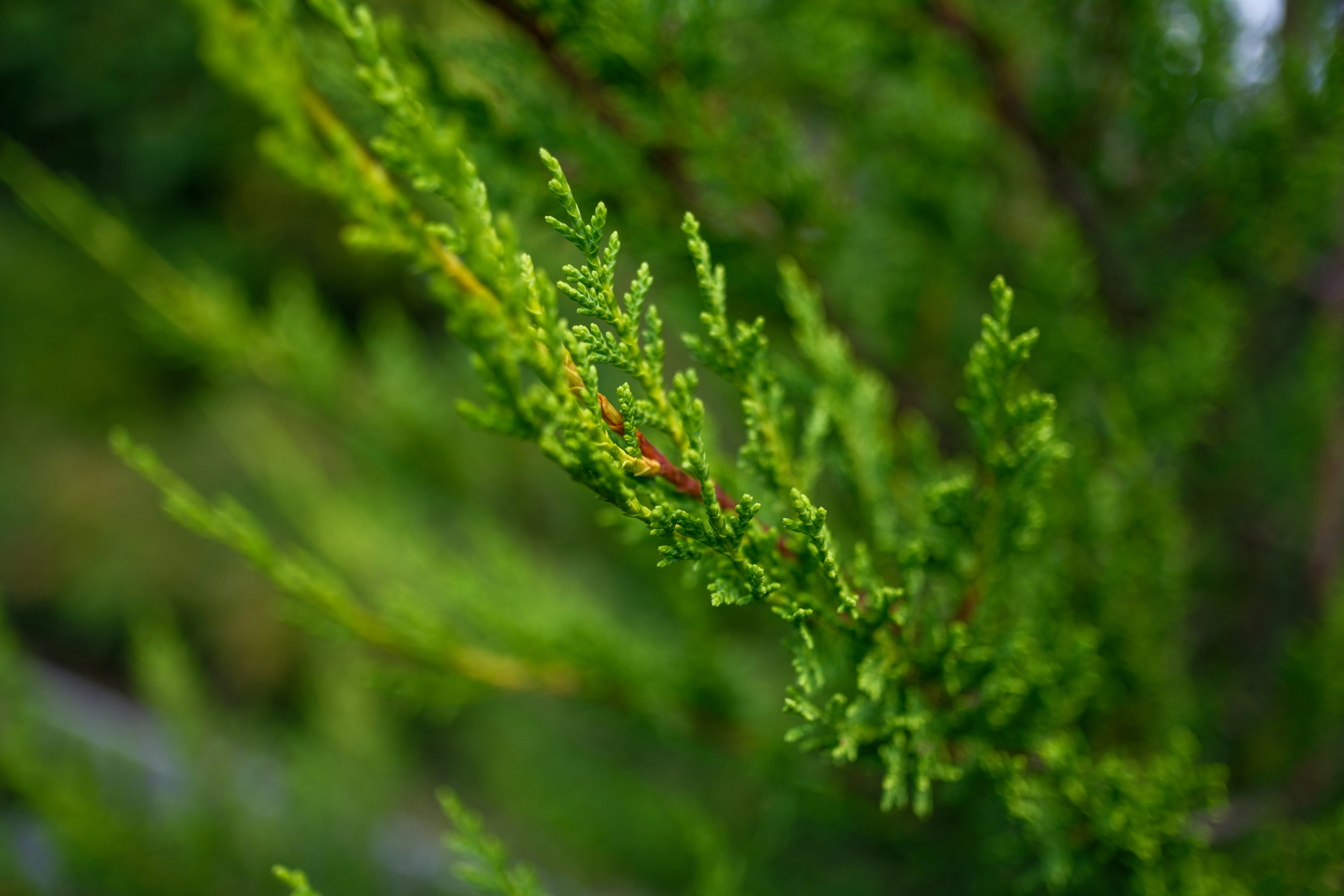 Photo by haberdoedas2