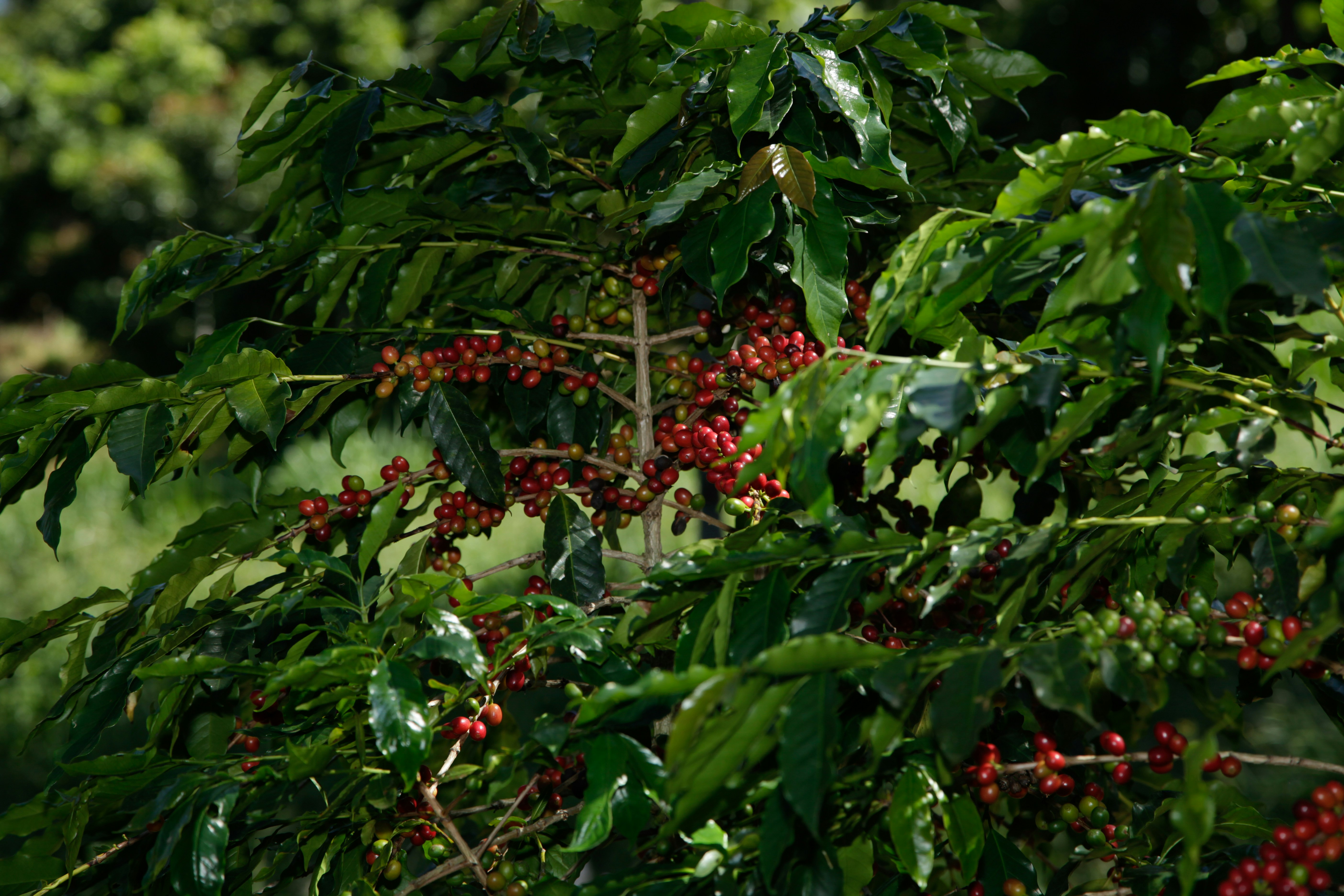 Green Arabica coffee cherries ripening on branch in Ethiopian highland forest