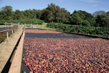 A large amount of red apples on a conveyor belt