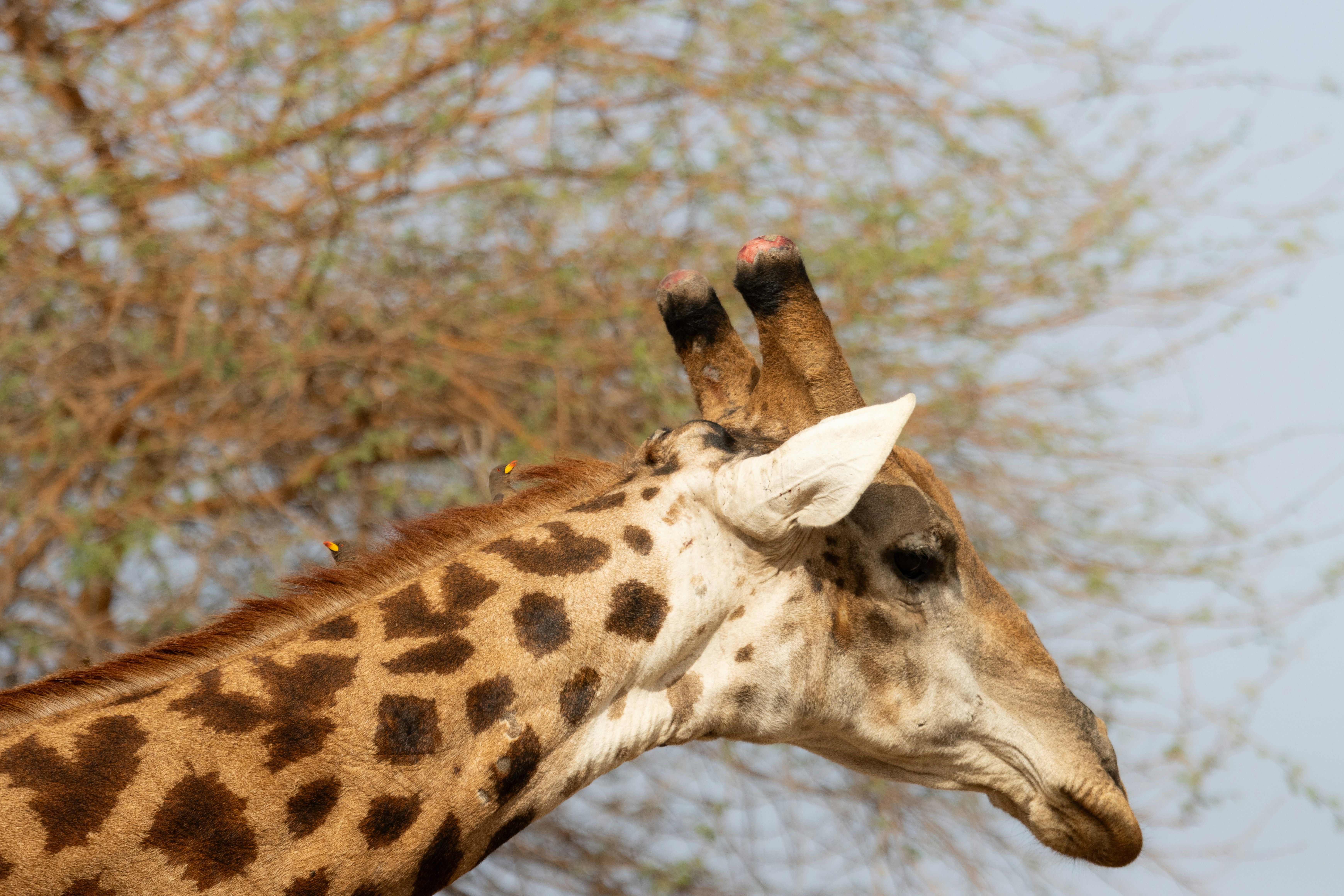 Giraffe closeup