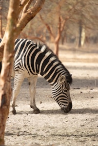 A zebra is standing in the dirt near some trees