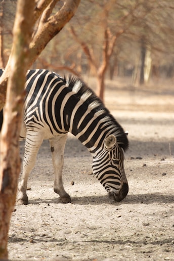A zebra is standing in the dirt near some trees