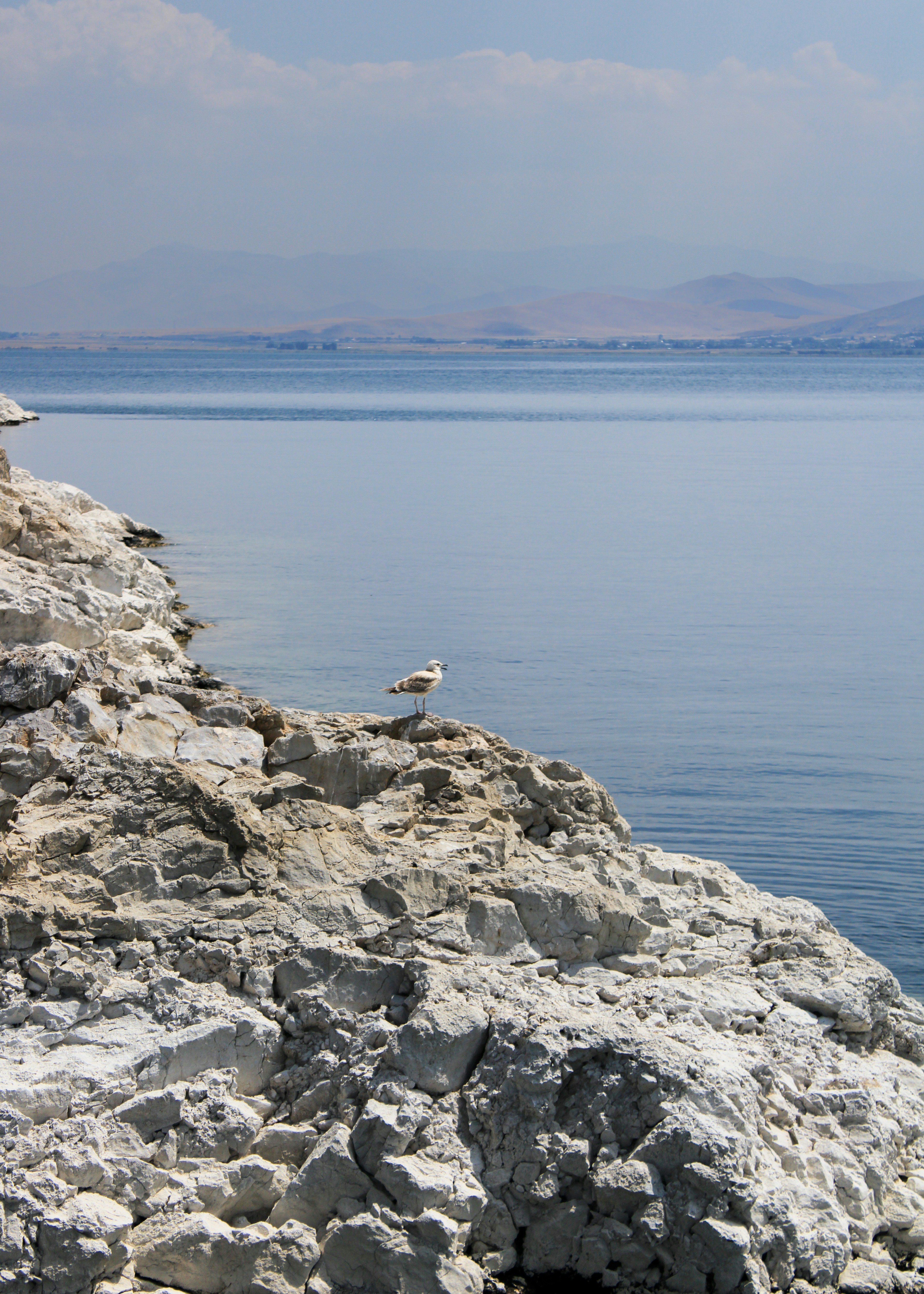 A seagull sitting on a rock near the water