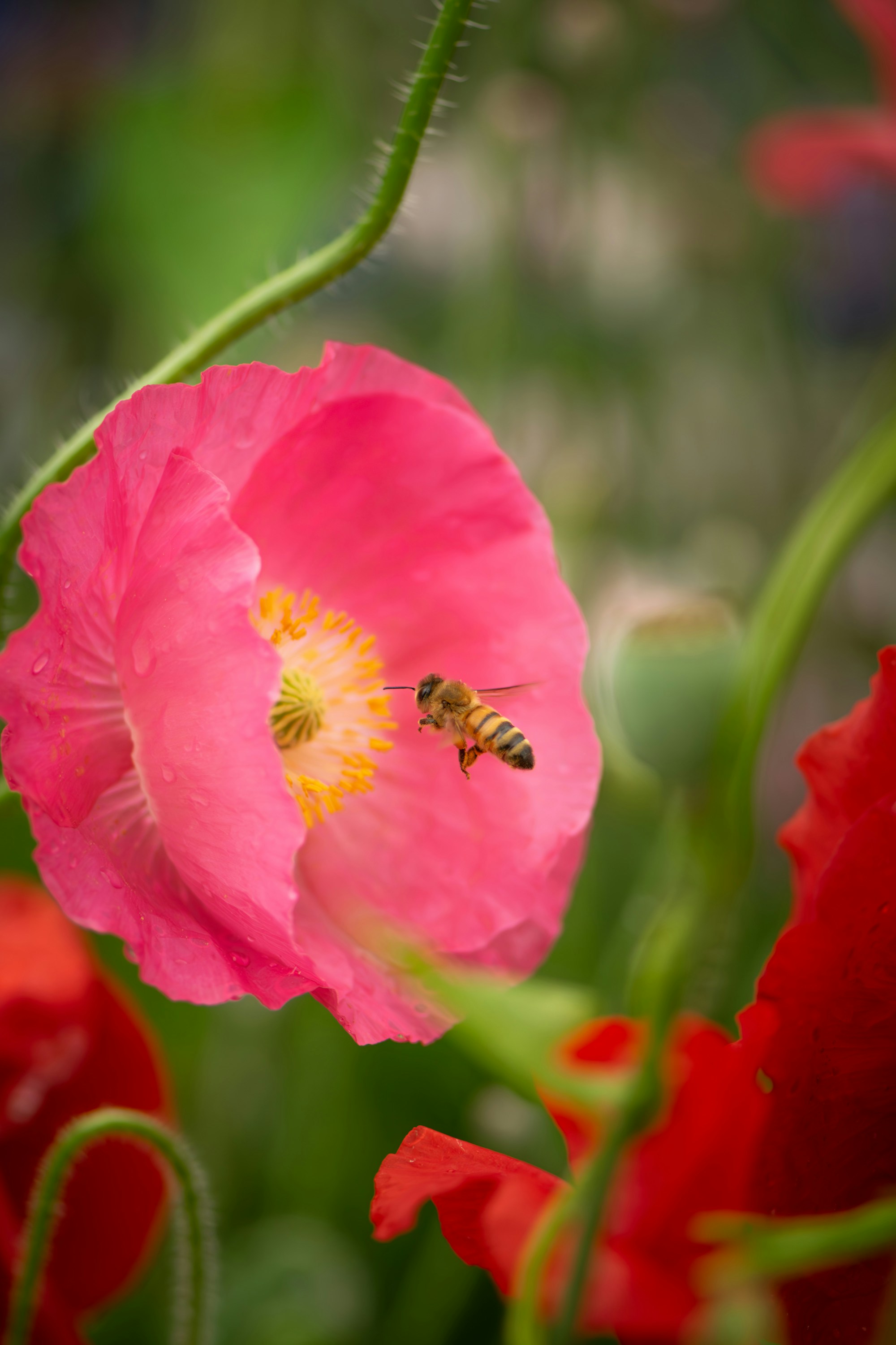 A pink flower with a bee on it