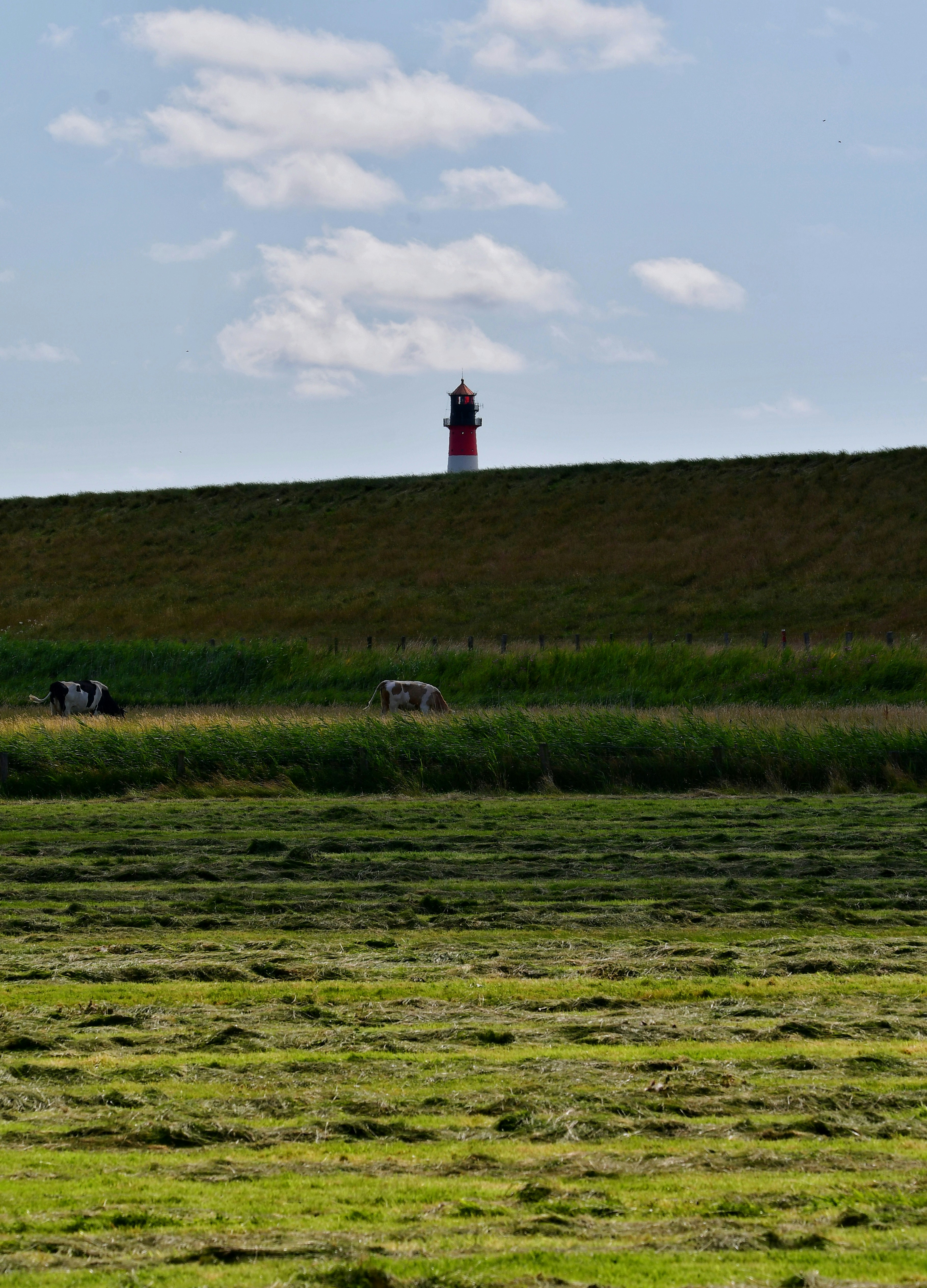 A herd of cattle grazing on a lush green field