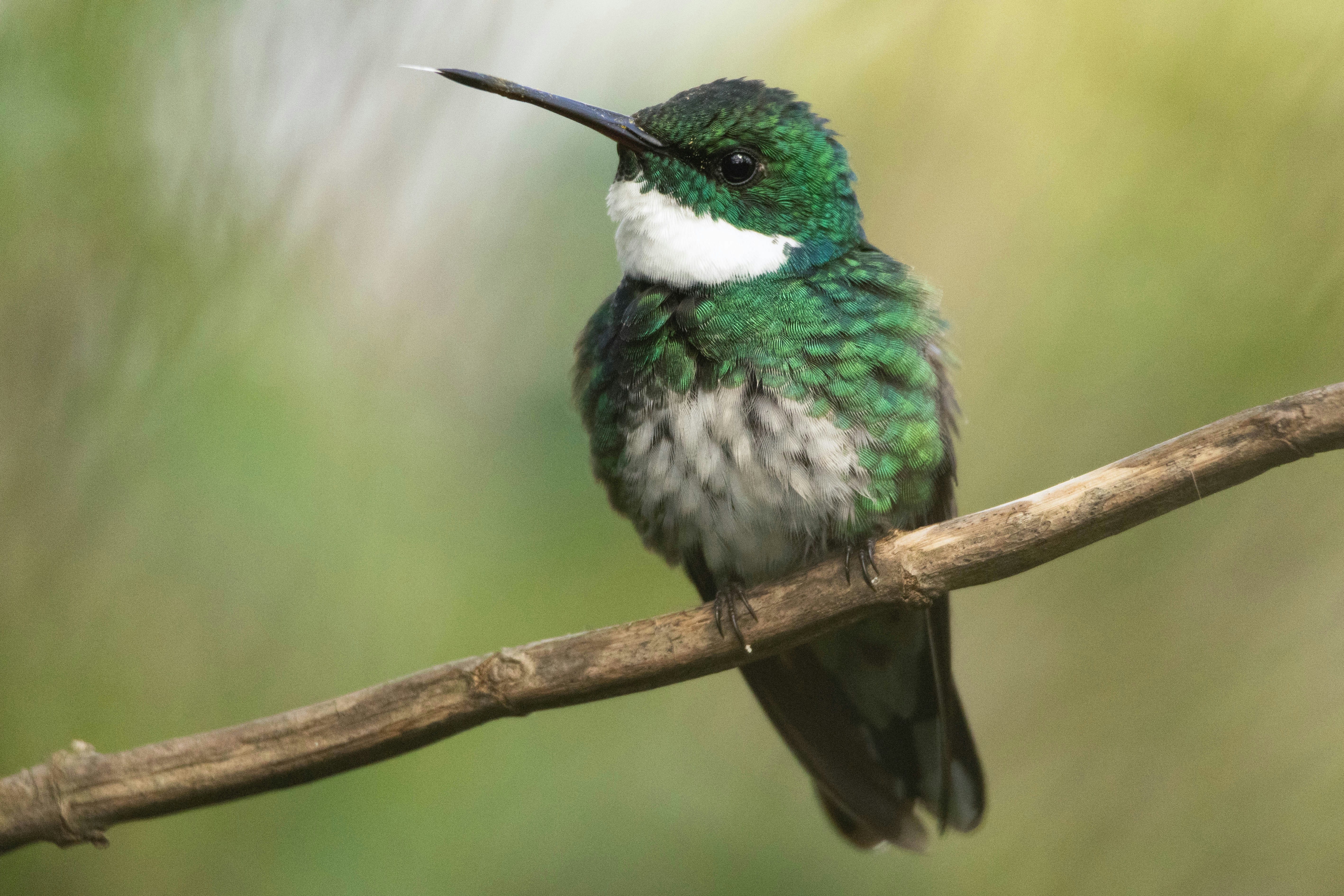 긴 부리를 가진 나뭇가지에 앉아있는 벌새