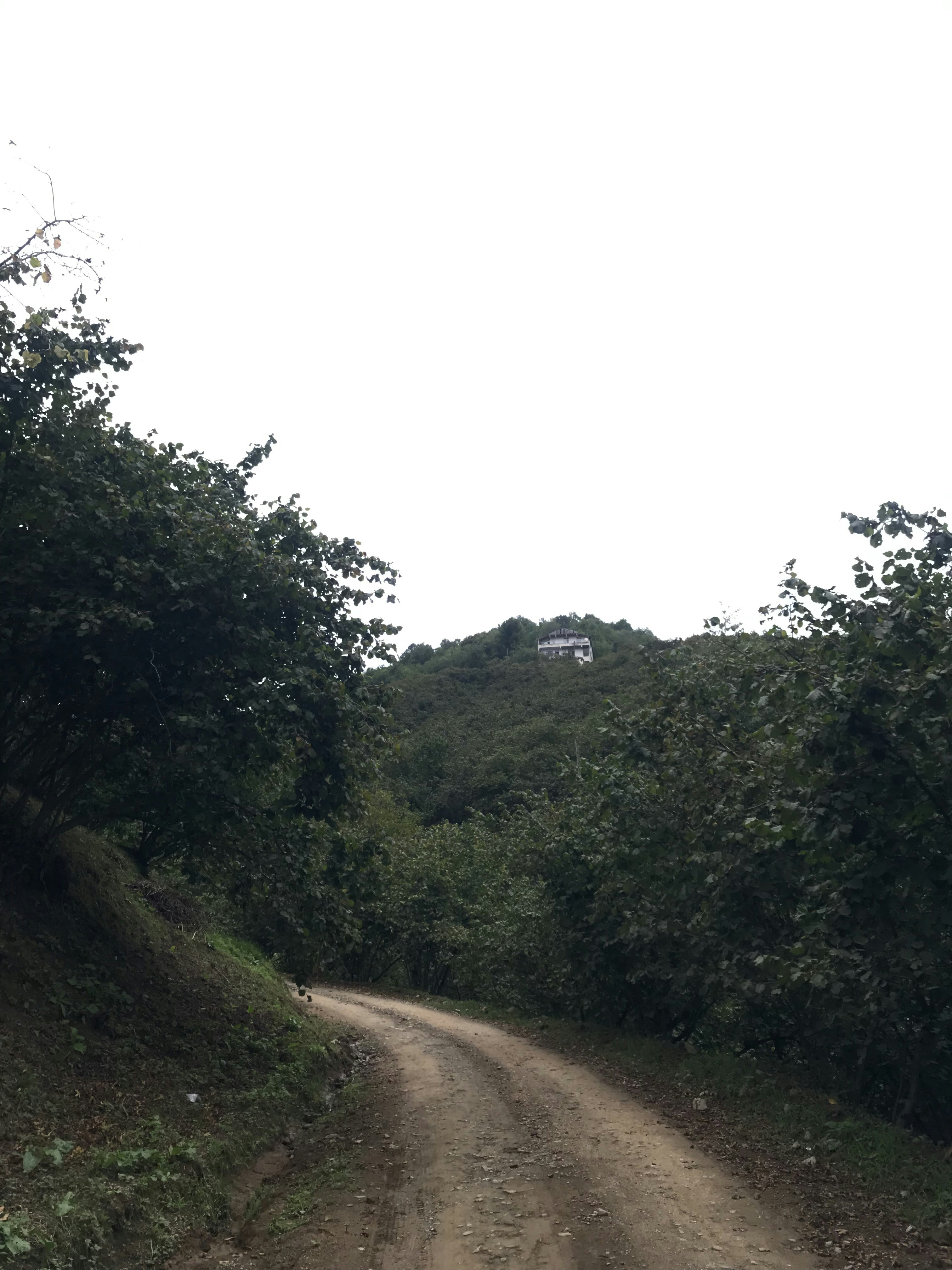 A dirt road surrounded by trees and bushes