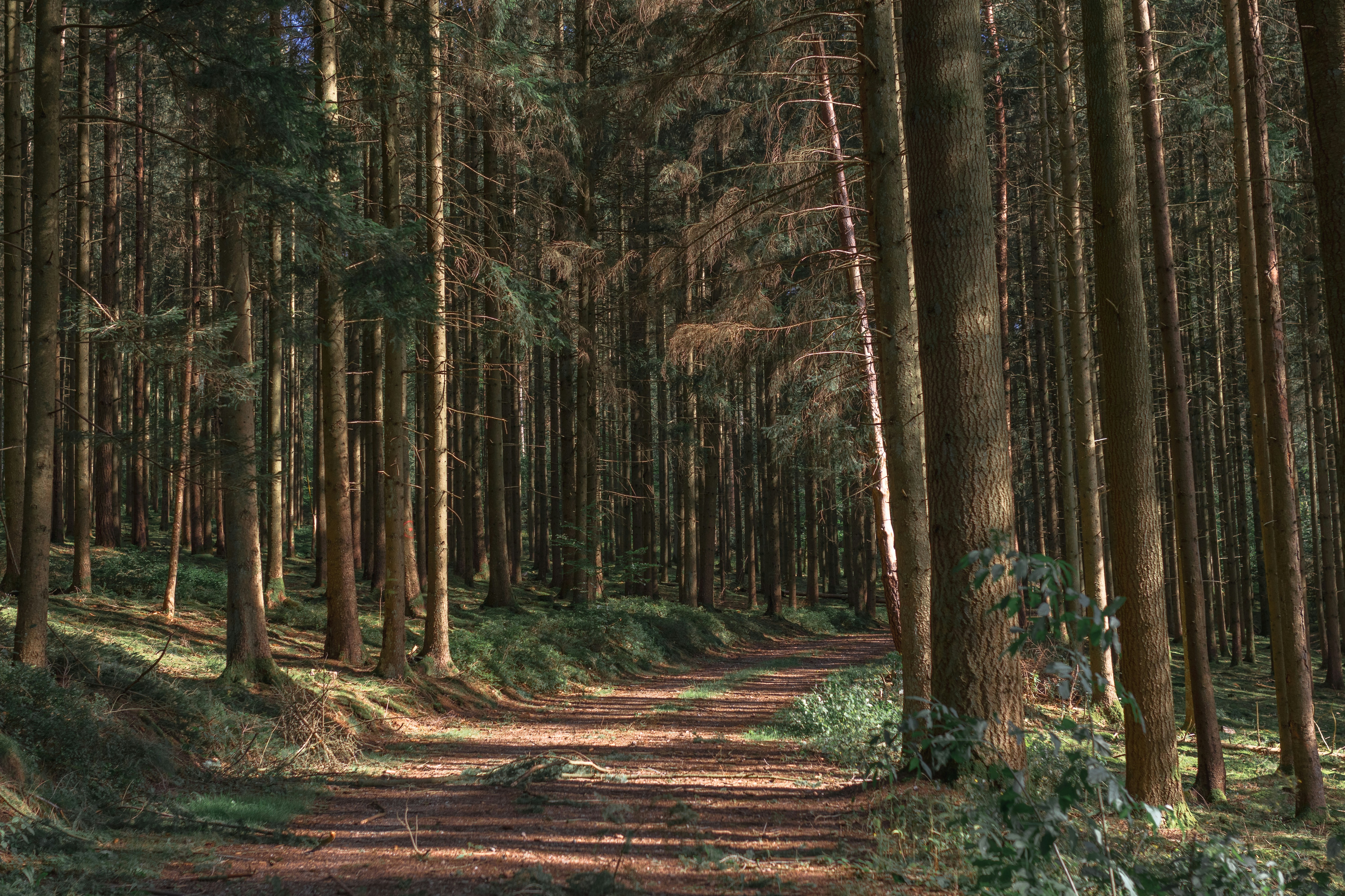 Jalan tanah di tengah hutan