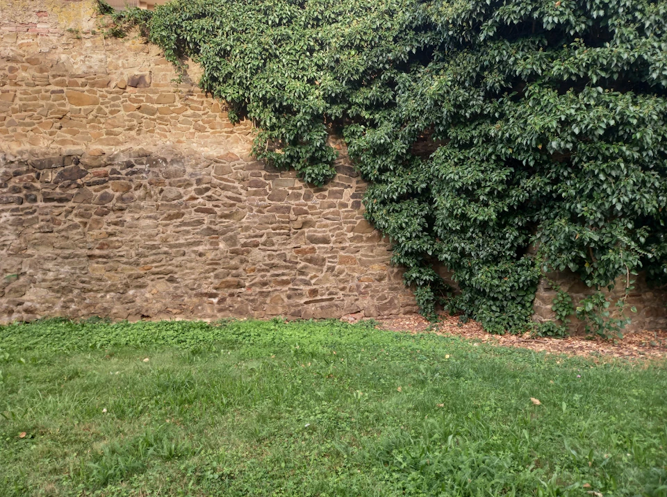 Serene stone wall covered in lush green ivy against a clear blue sky backdrop