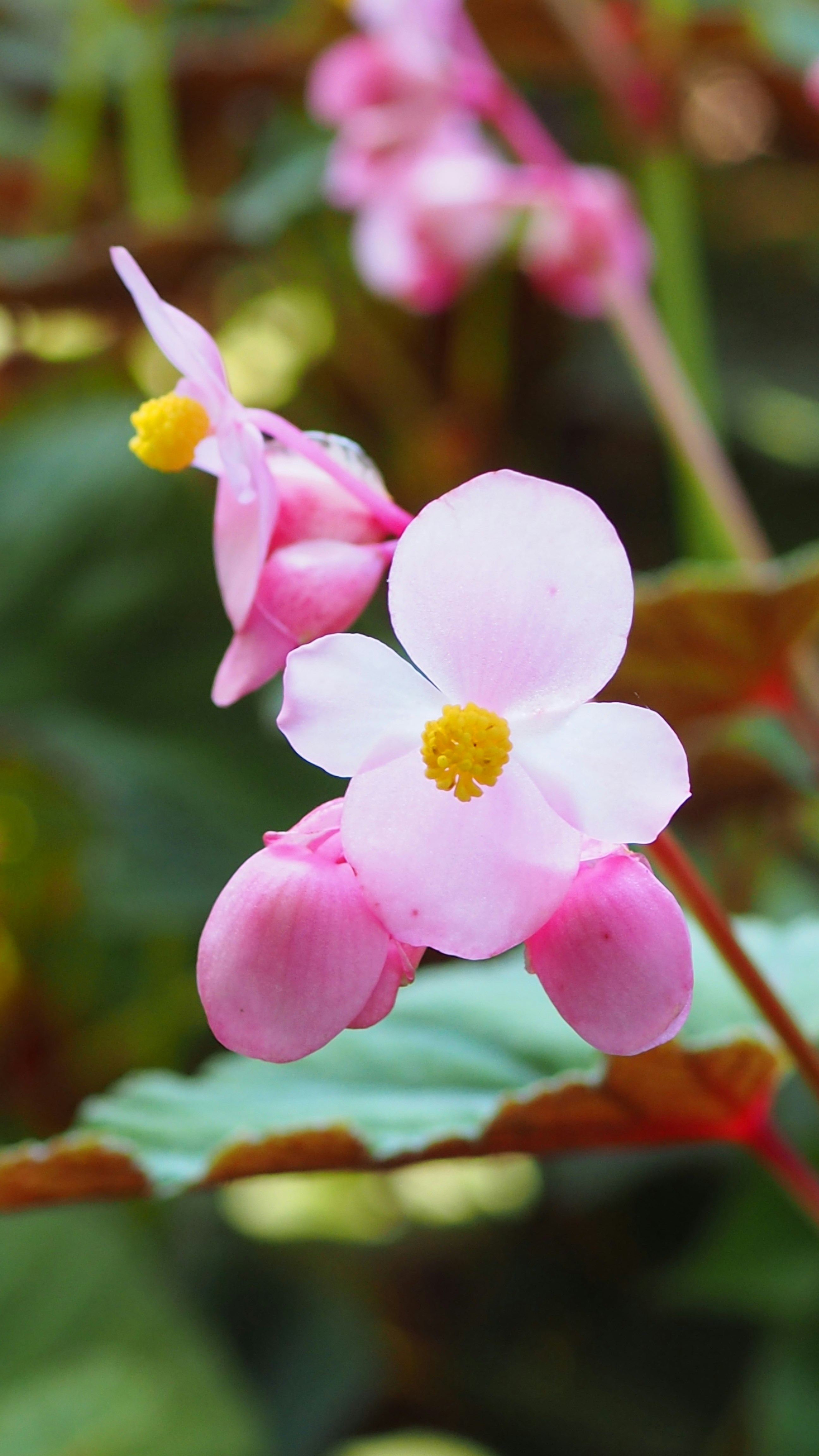 A close up of a pink flower on a plant
