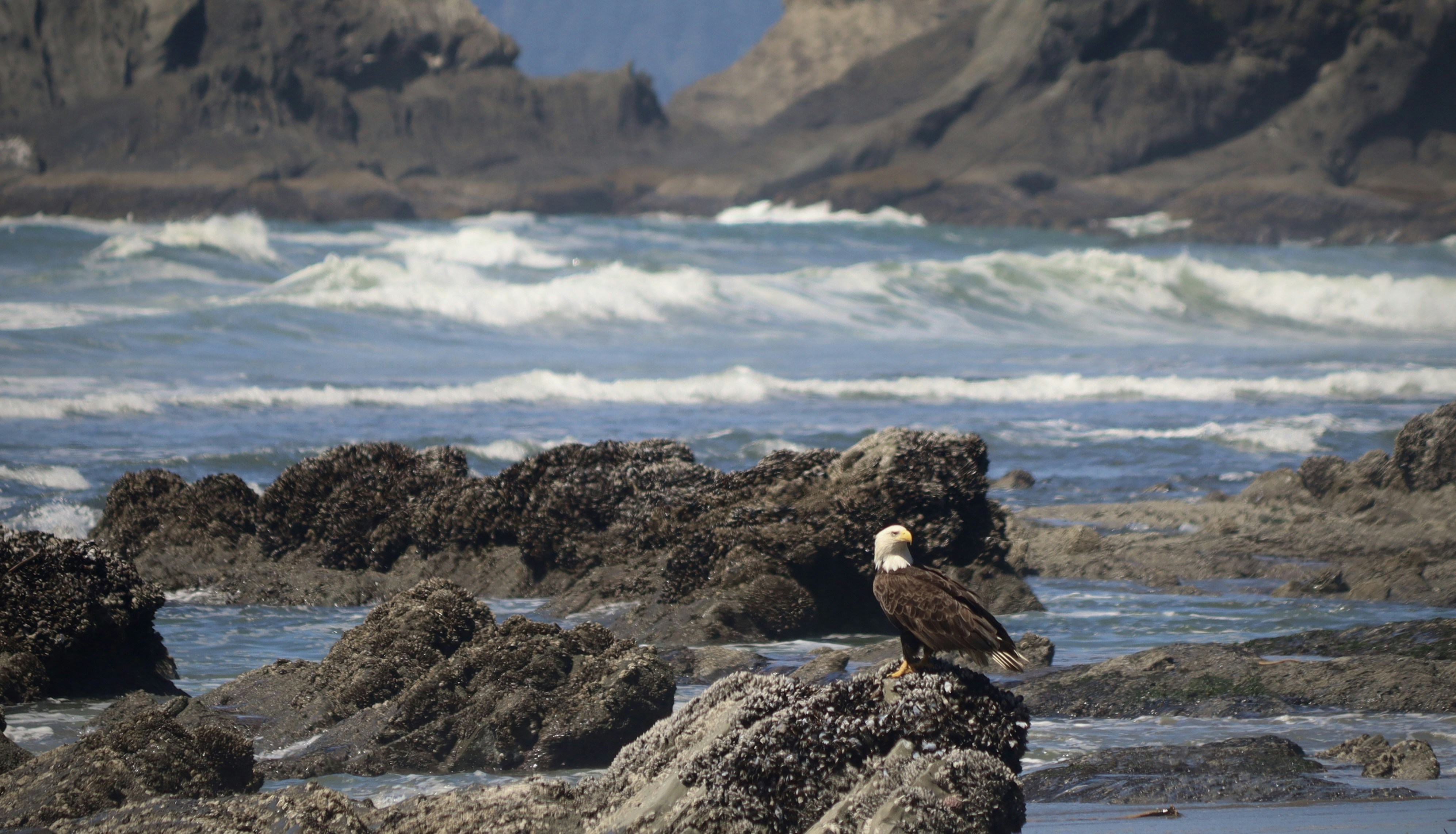 A bird sitting on top of a rock near the ocean, 