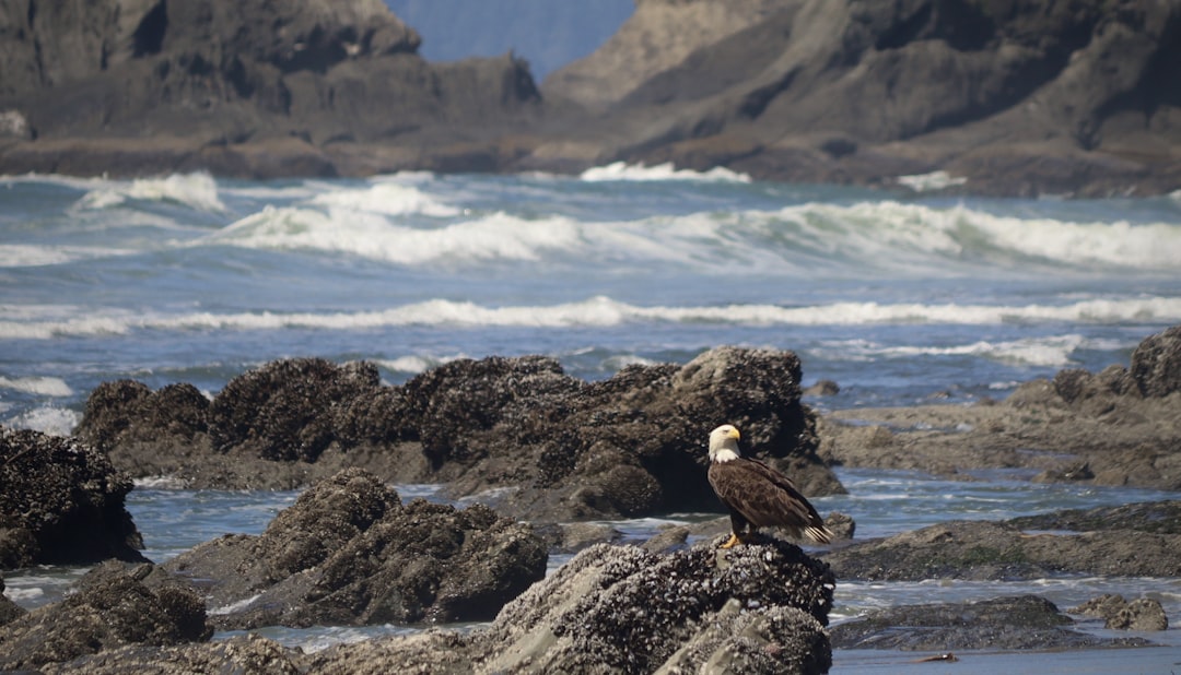 A bird sitting on top of a rock near the ocean,