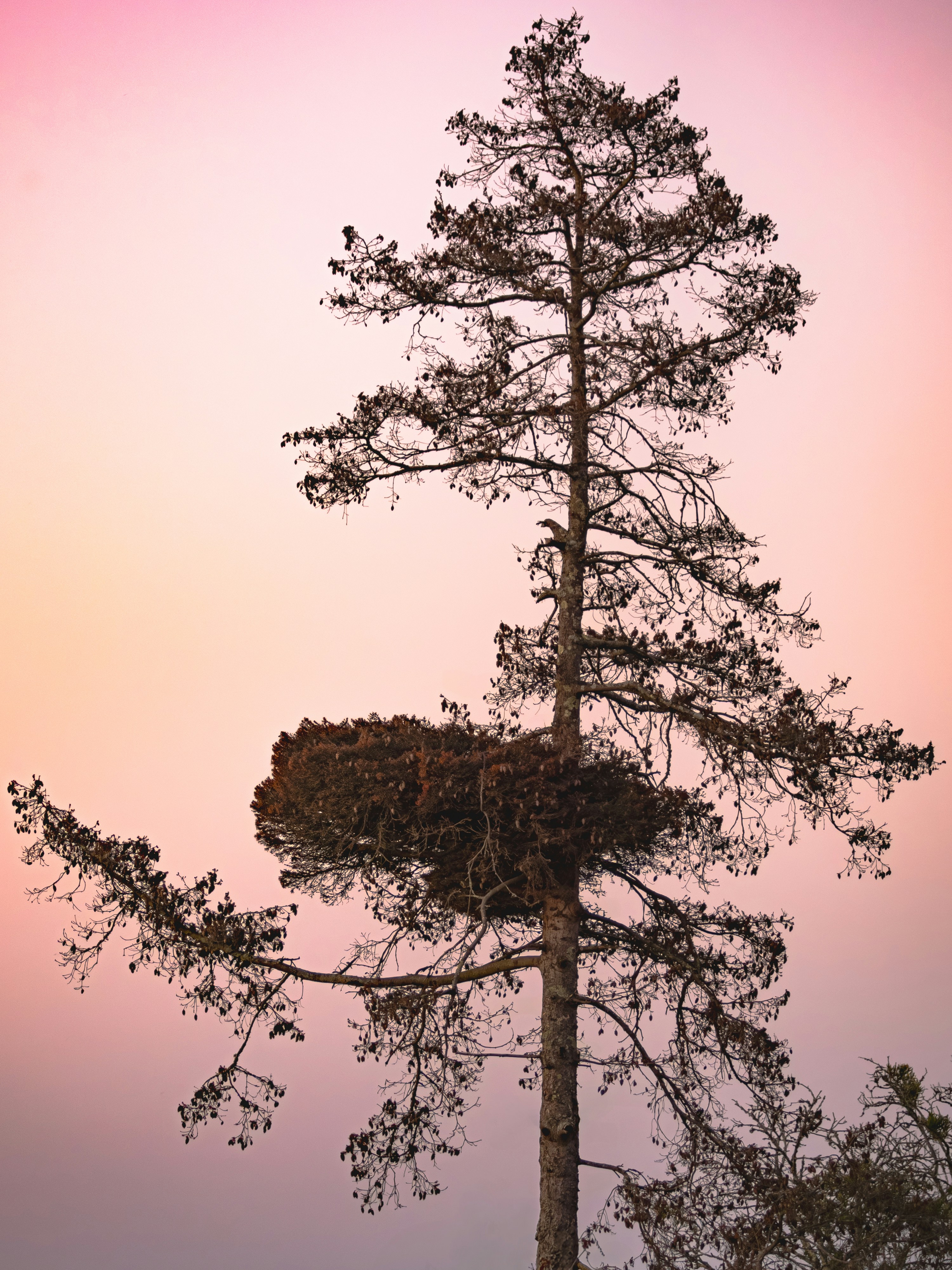 gray computer monitor