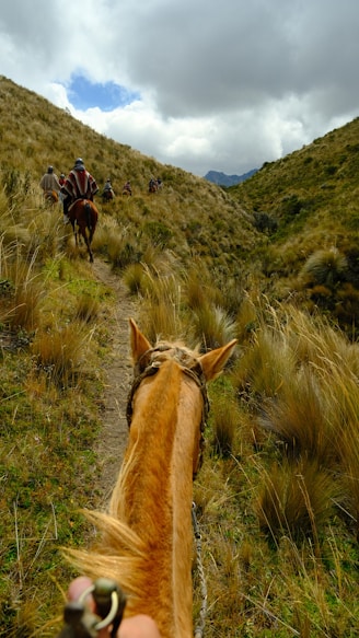 A person riding on the back of a brown horse