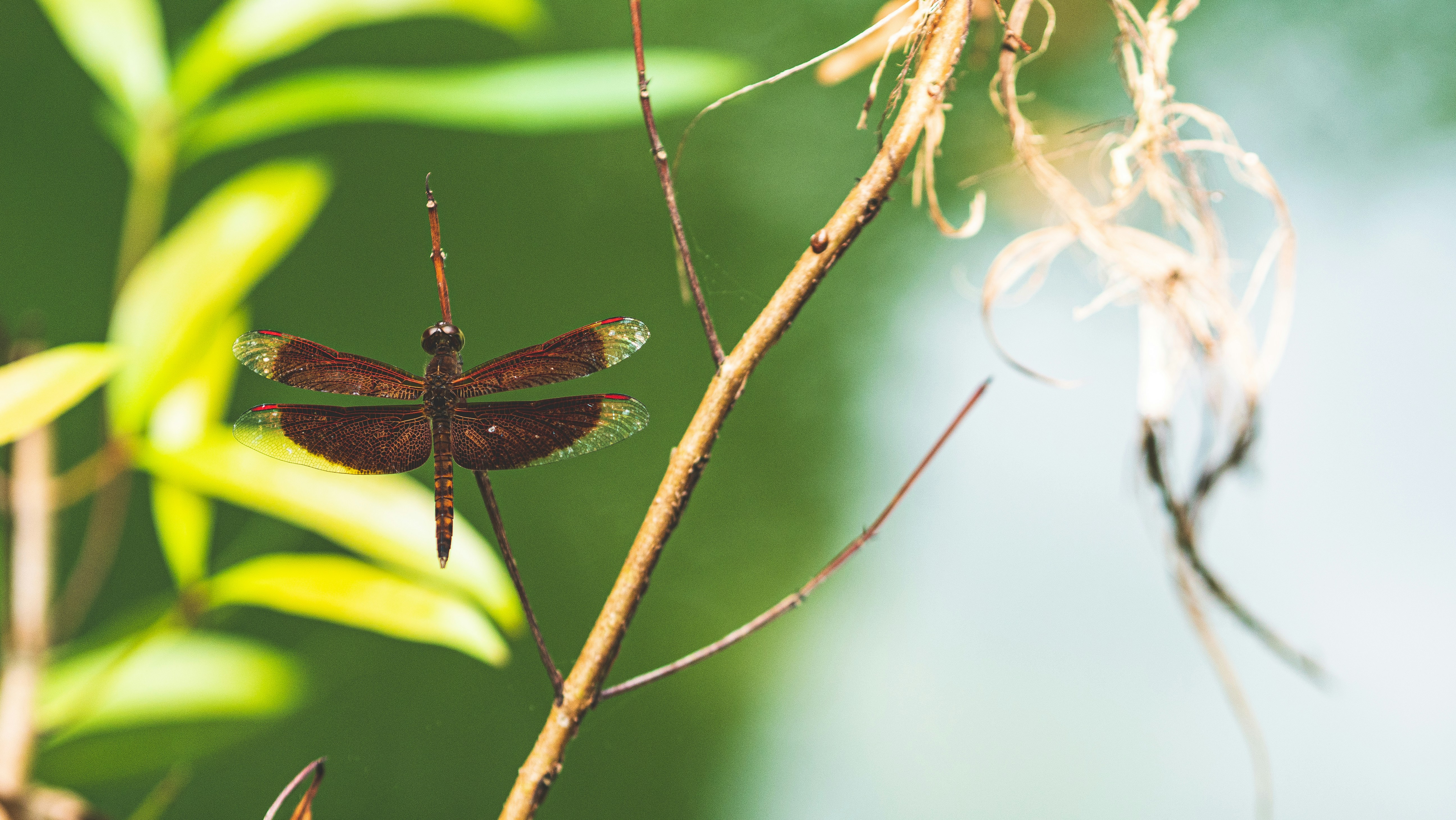 A brown dragonfly sitting on top of a plant