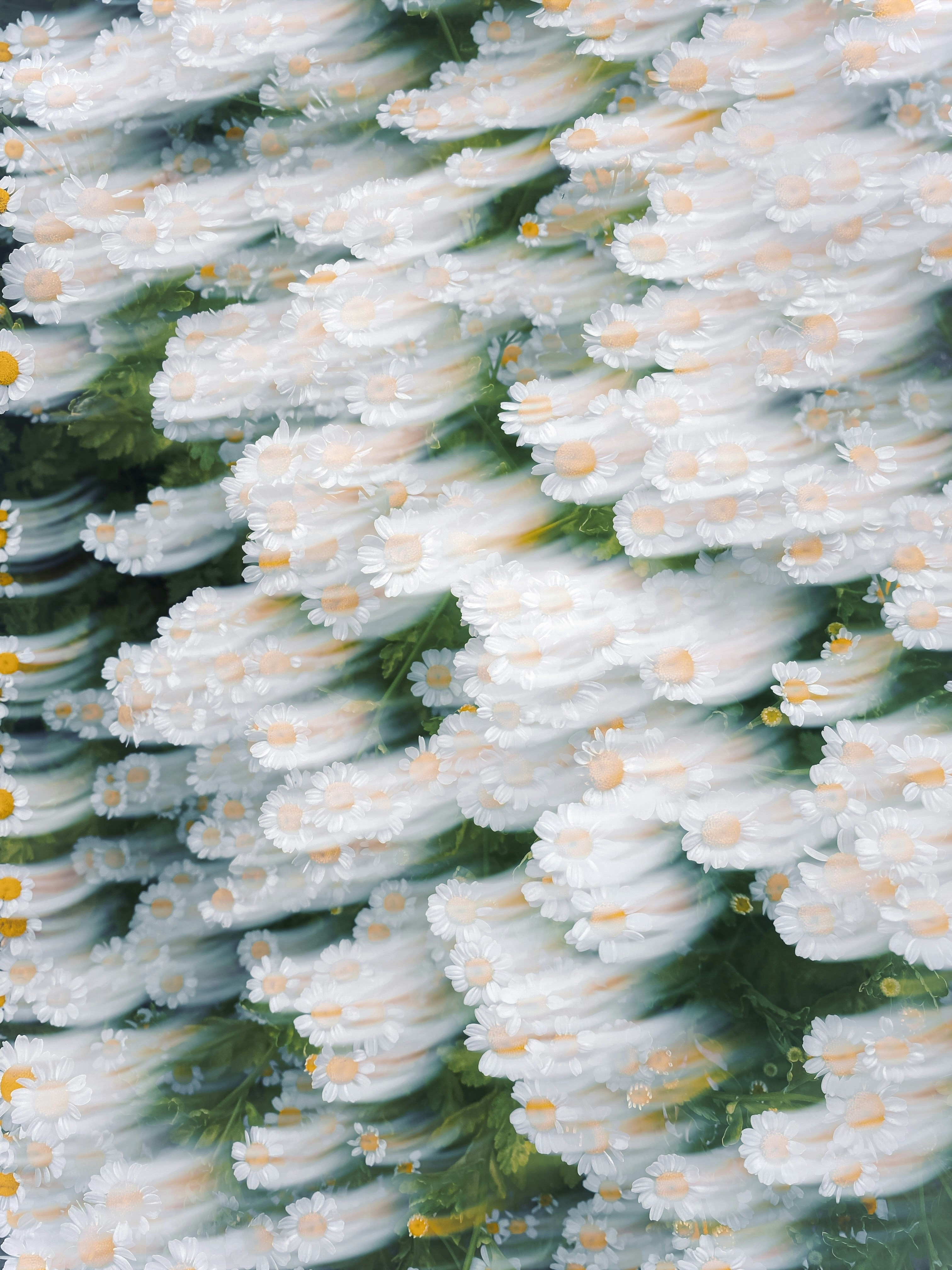 A bunch of white flowers with yellow centers